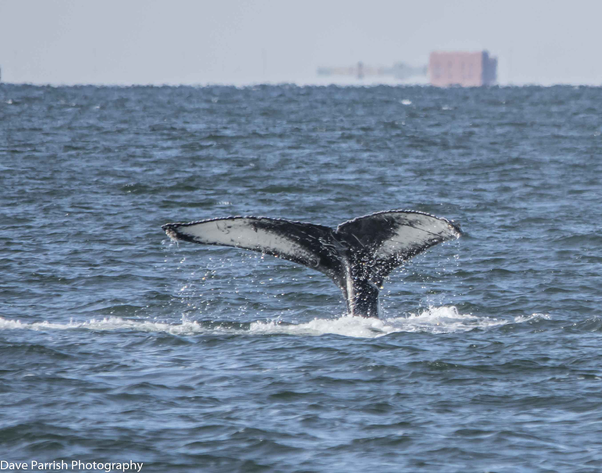 Sigma 150-500mm F5-6.3 DG OS HSM sample photo. Tail of the whale photography
