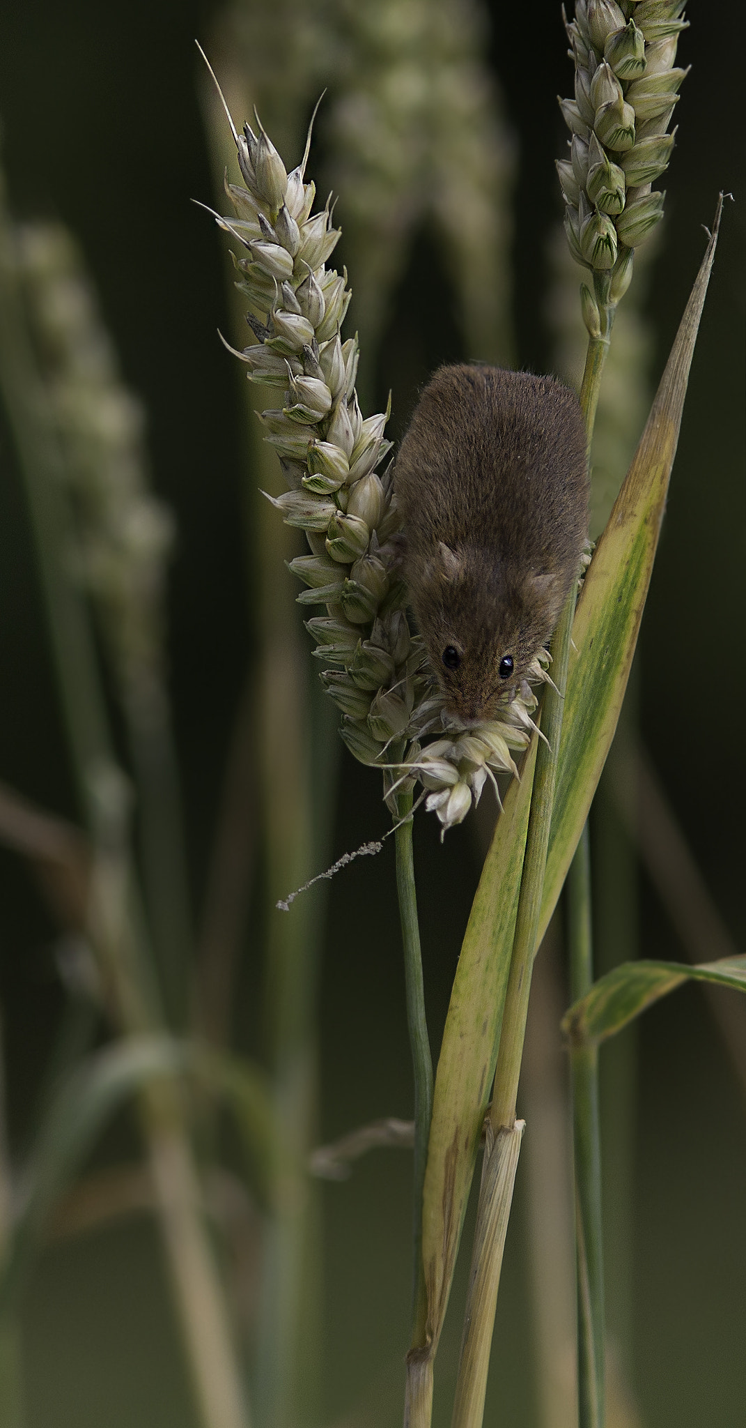 Canon EF 300mm F4L IS USM sample photo. Harvest mouse. photography