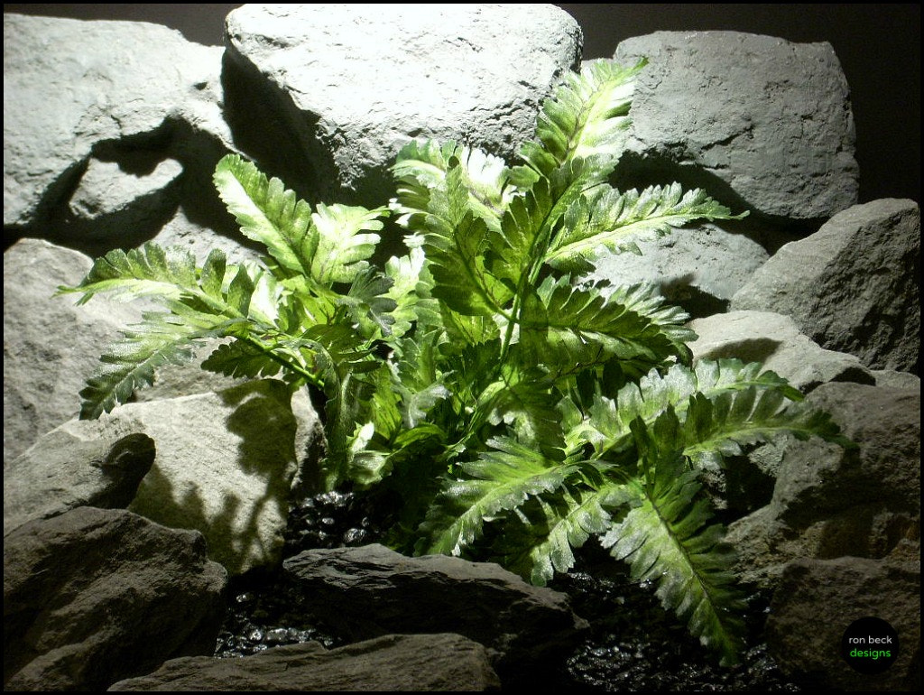 Nikon COOLPIX L11 sample photo. Silk reptile-snake habitat plant:bracken fern r photography