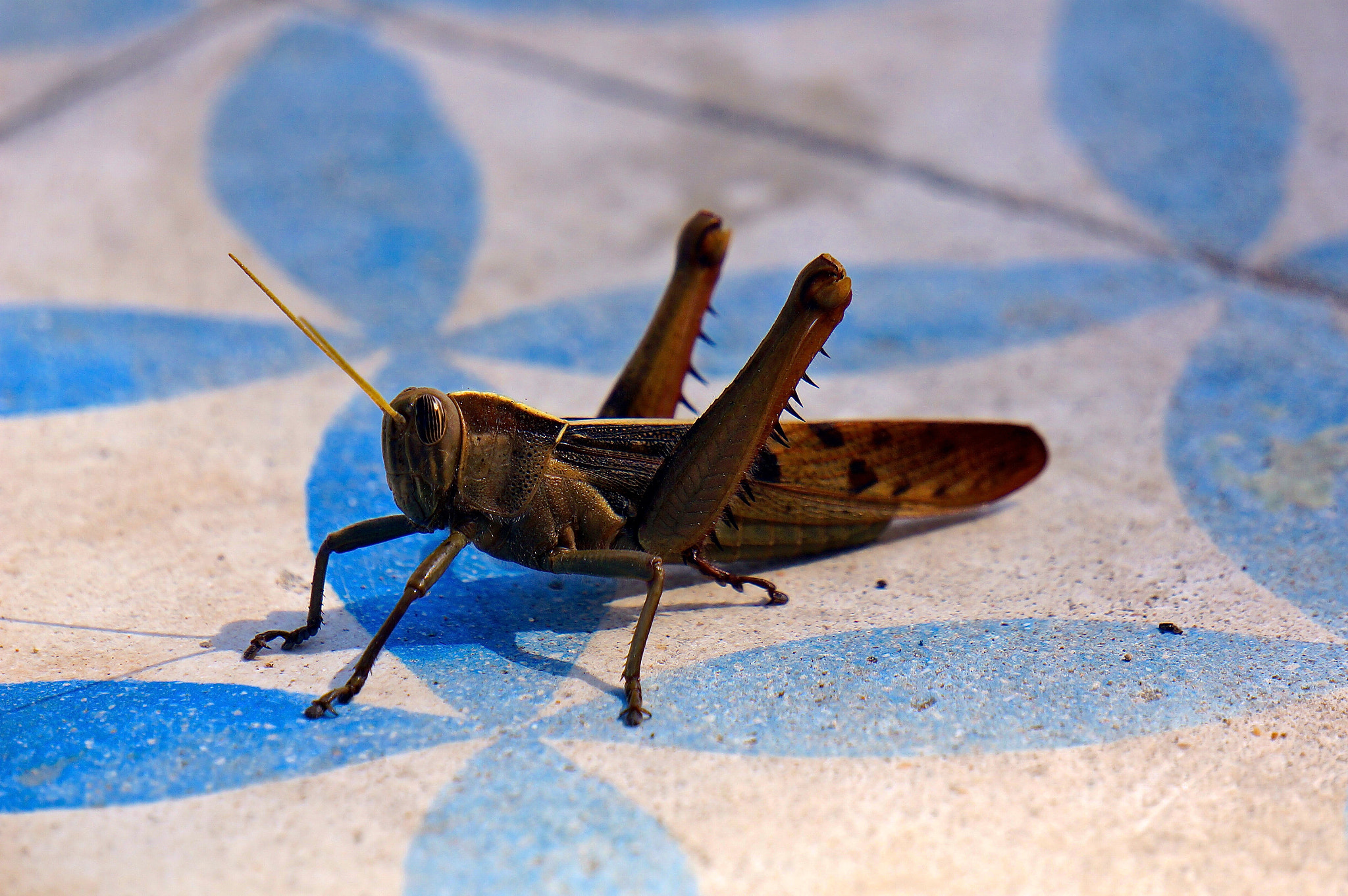 Sony E 55-210mm F4.5-6.3 OSS sample photo. Grasshopper photography