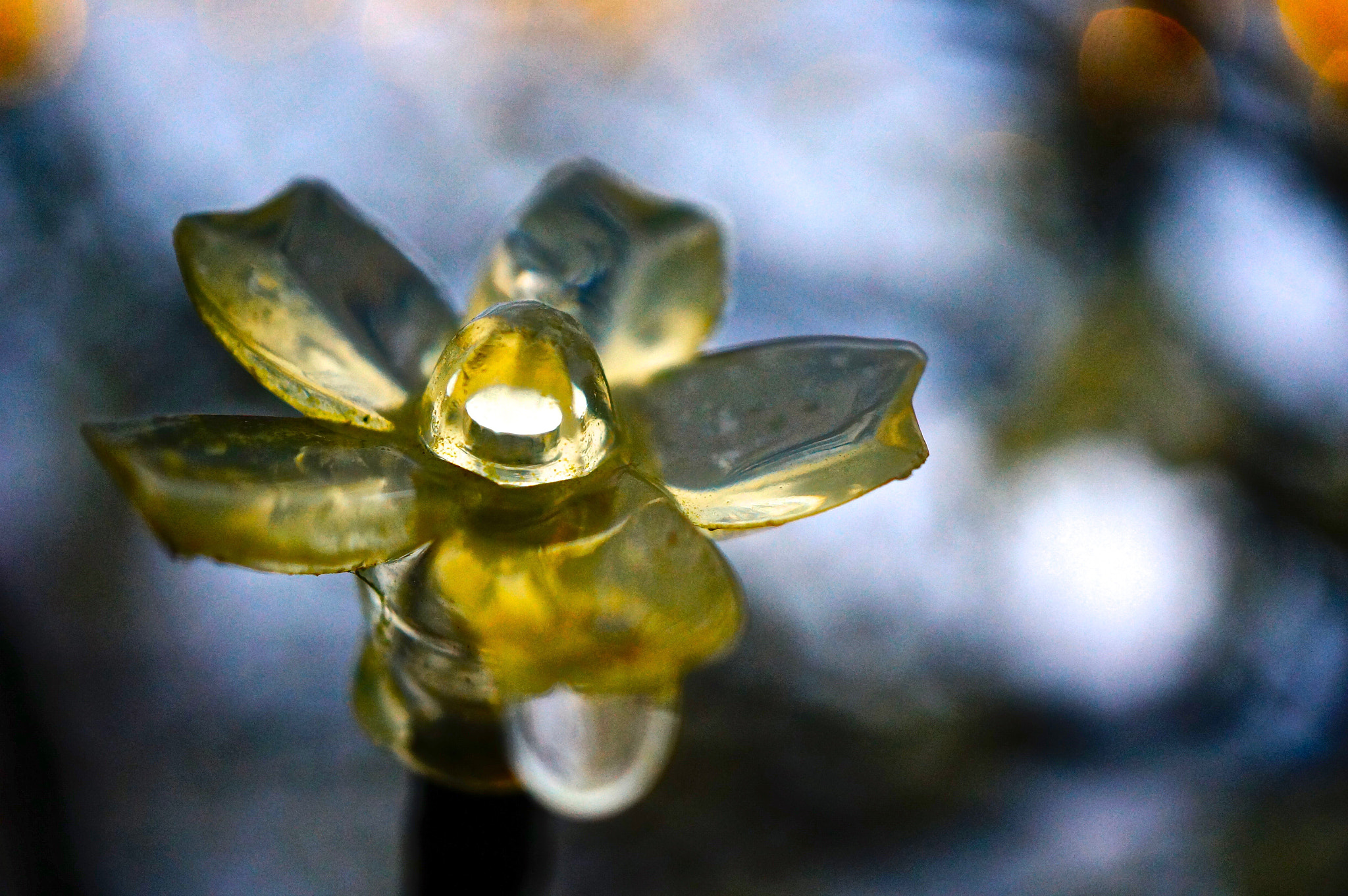 Sony Alpha NEX-6 + Sony E 30mm F3.5 sample photo. Rain flower photography