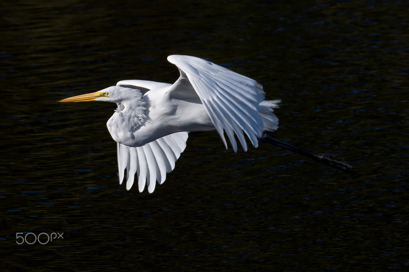 Nikon AF-S Nikkor 300mm F2.8G ED VR II sample photo. Great egret photography