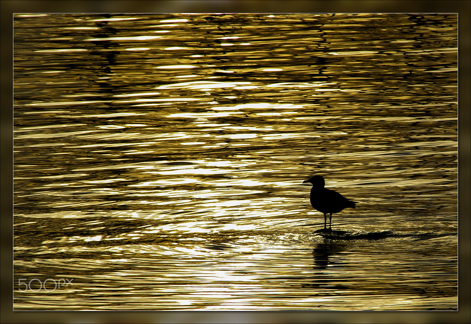 Pentax K10D sample photo. Seagull at sunset photography