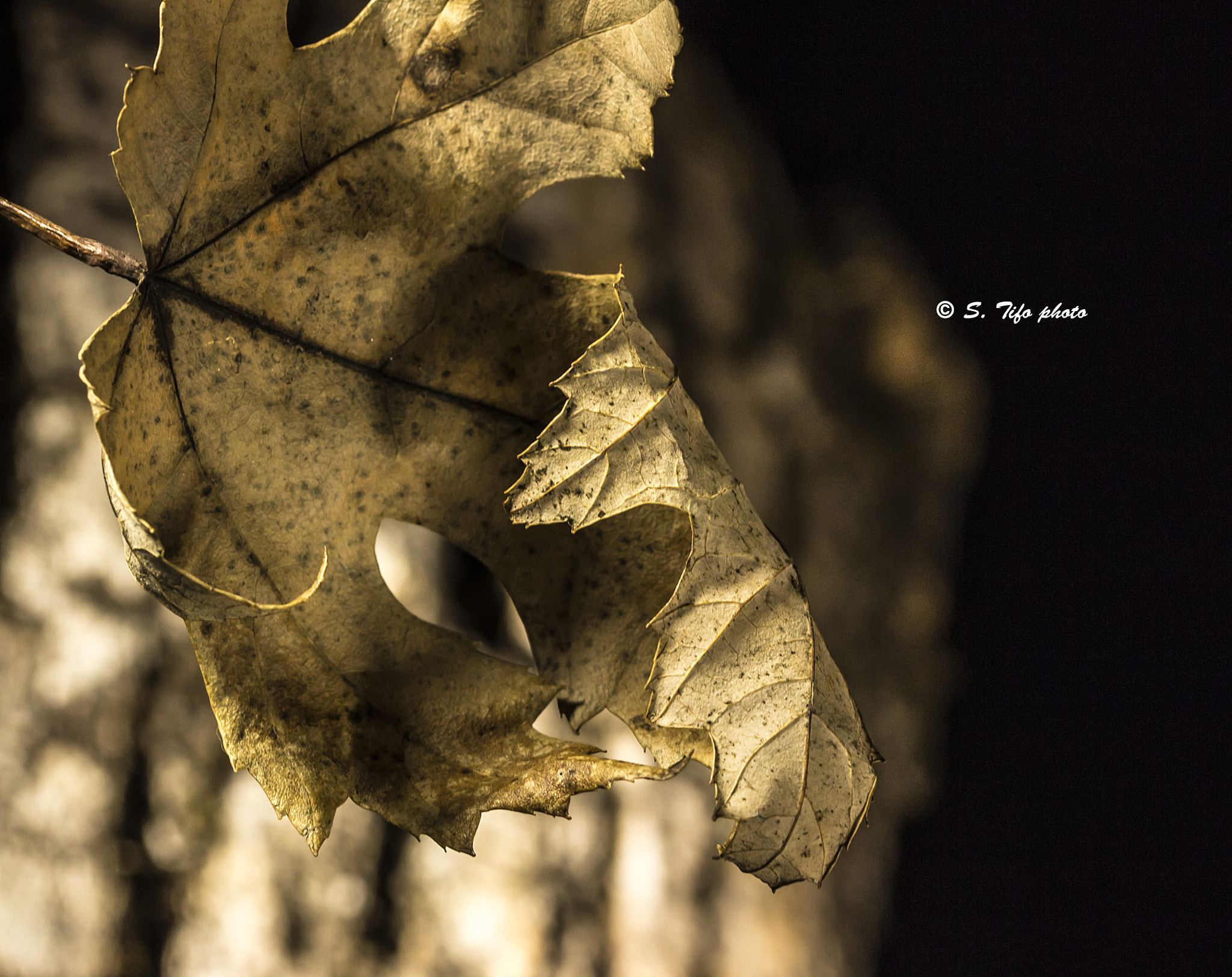 Sigma 105mm F2.8 EX DG OS HSM sample photo. Repli .... photography