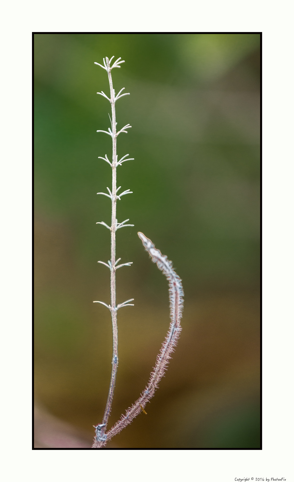 Sony SLT-A77 + Minolta AF 70-210mm F4 Macro sample photo. Holy basil photography