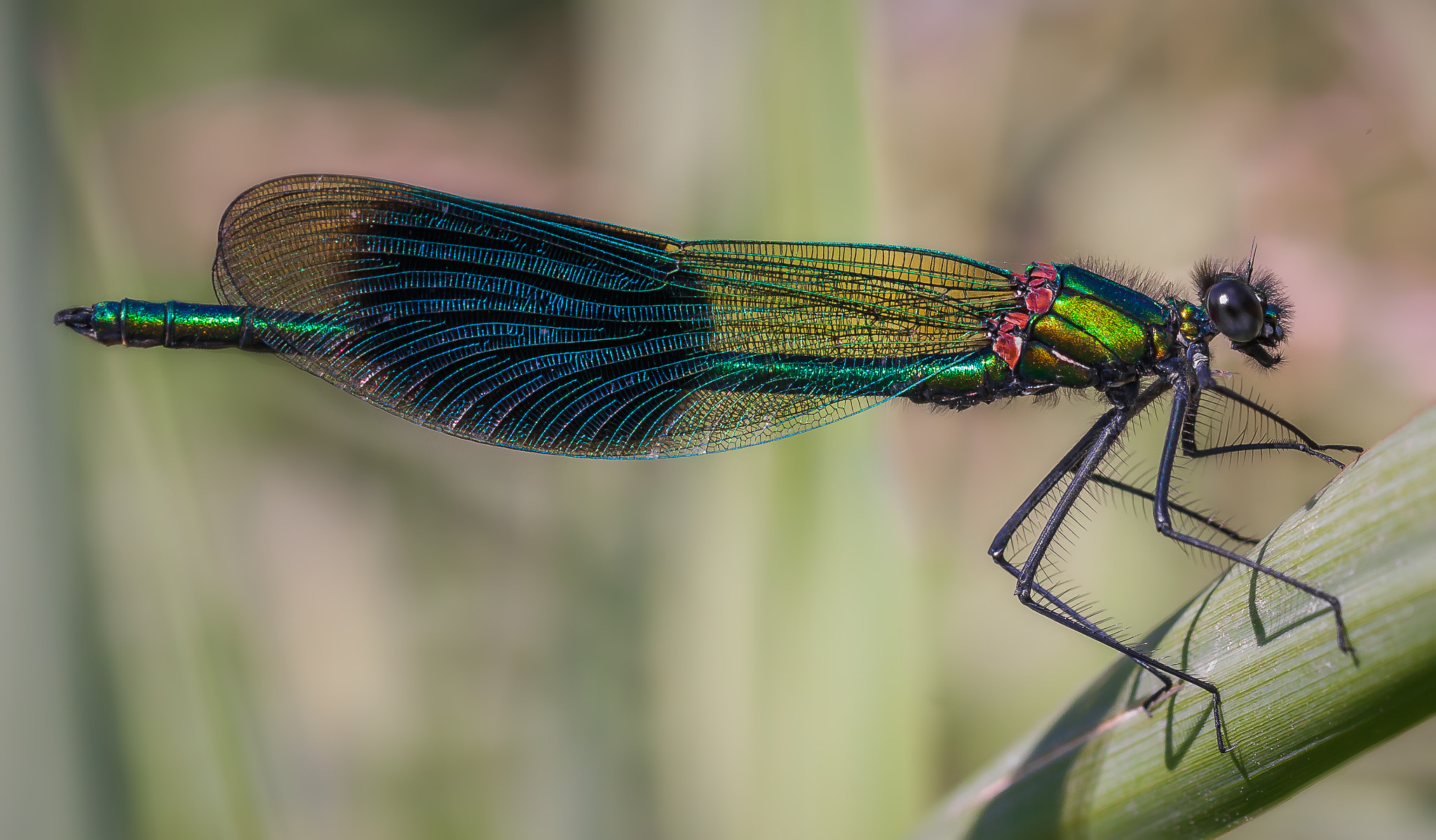 Sigma 105mm F2.8 EX DG OS HSM sample photo. Banded demoiselle damselfly photography