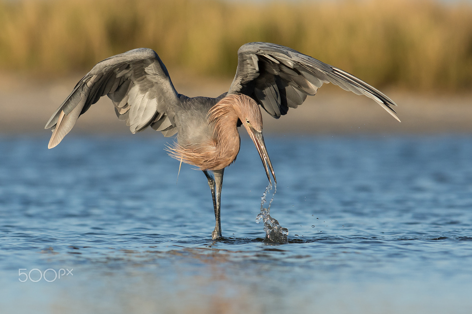 Nikon AF-S Nikkor 300mm F2.8G ED VR II sample photo. The plunge photography