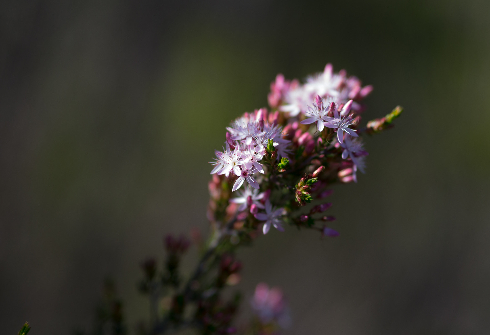 Panasonic Lumix DMC-GH2 + Olympus M.Zuiko Digital 45mm F1.8 sample photo. Flourish photography