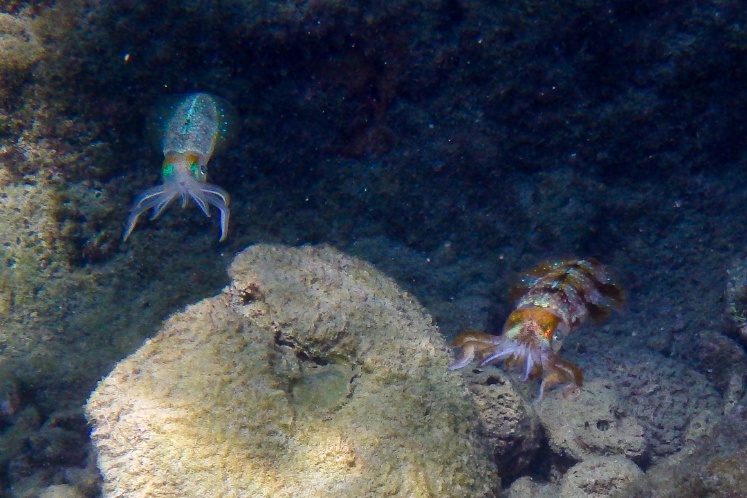 Olympus TG-830 sample photo. Cuttlefish 2 photography