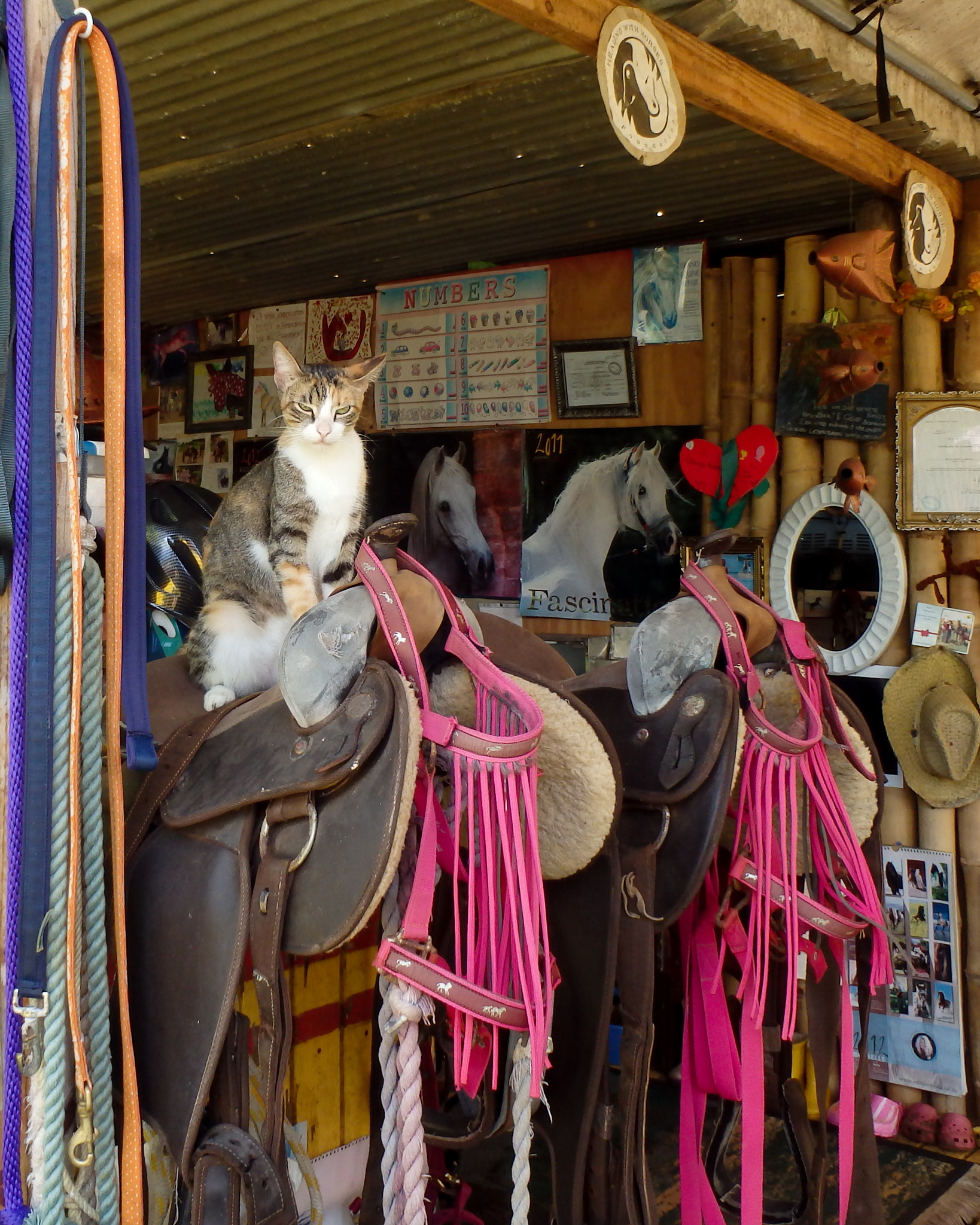 Olympus TG-830 sample photo. Cat sitting horse saddle photography