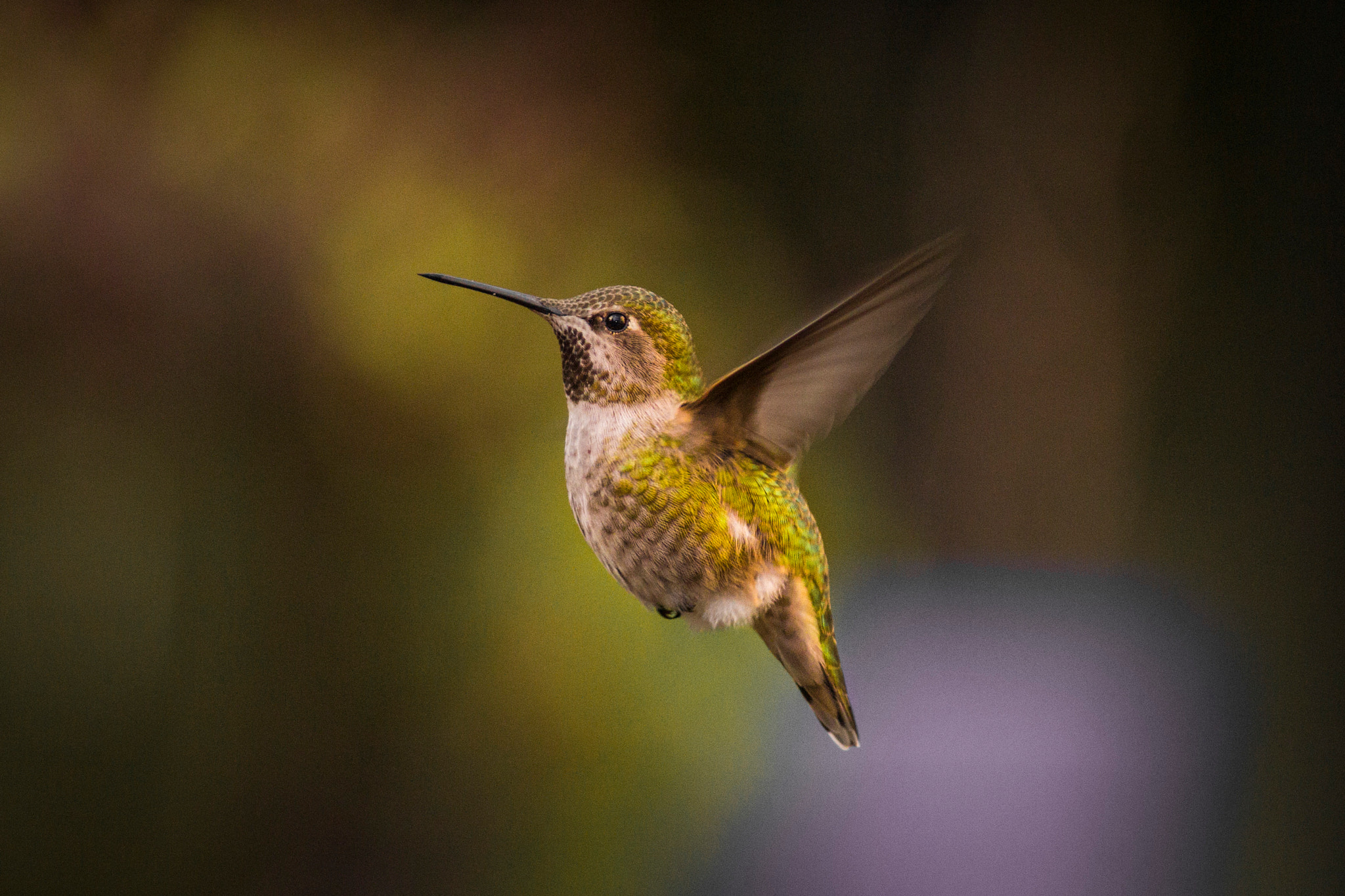 Canon EOS 60D + Canon EF 300mm F4L IS USM sample photo. The winter hummingbird photography