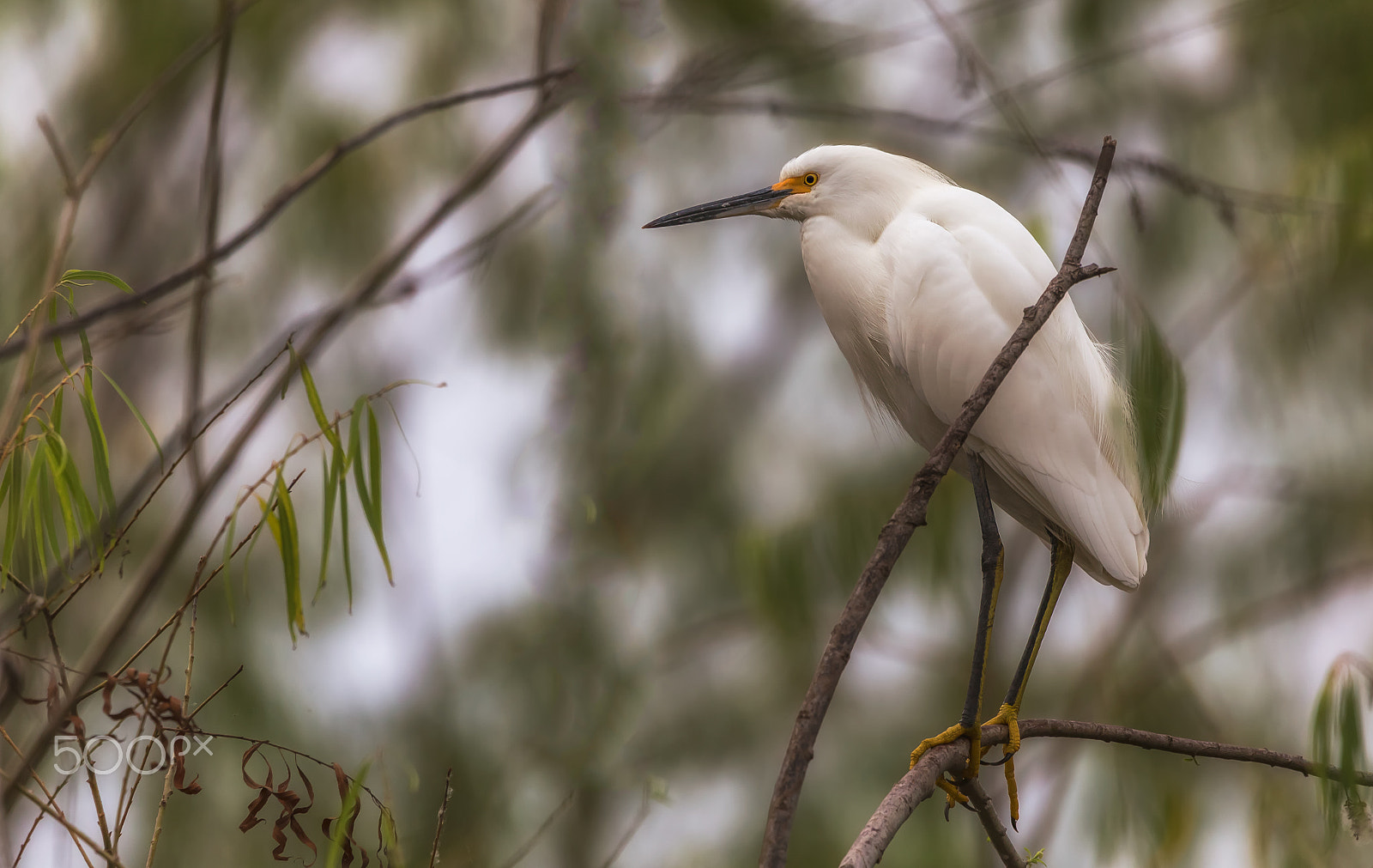 Canon EOS 6D + Tamron SP 150-600mm F5-6.3 Di VC USD sample photo. Snowy egret photography