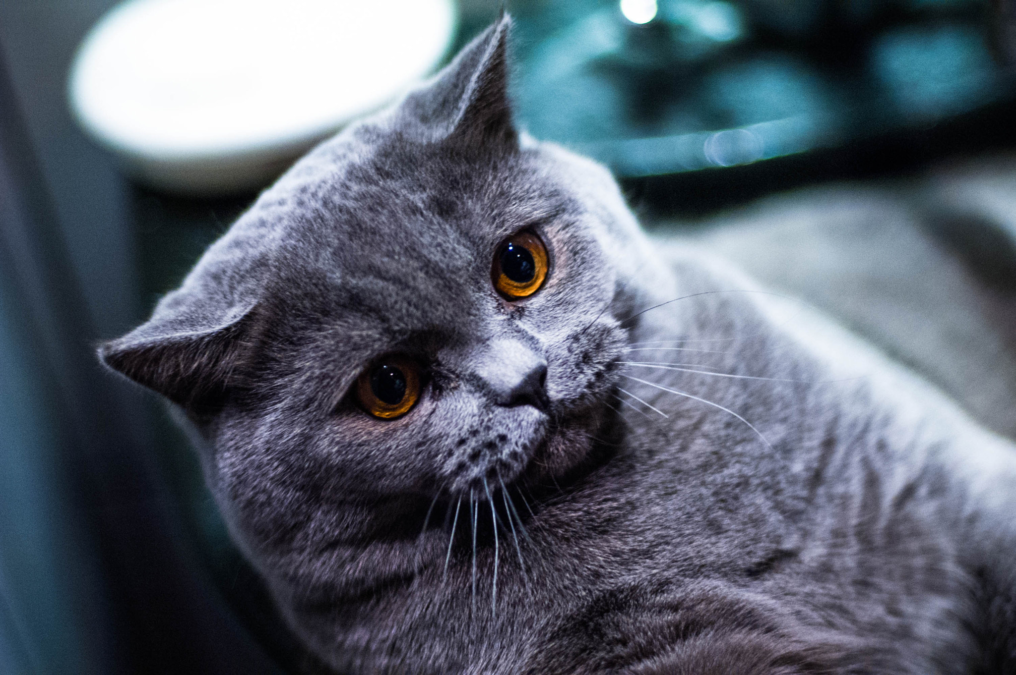 Nikon D70s + Nikon AF Nikkor 50mm F1.4D sample photo. Бакс подрос photography