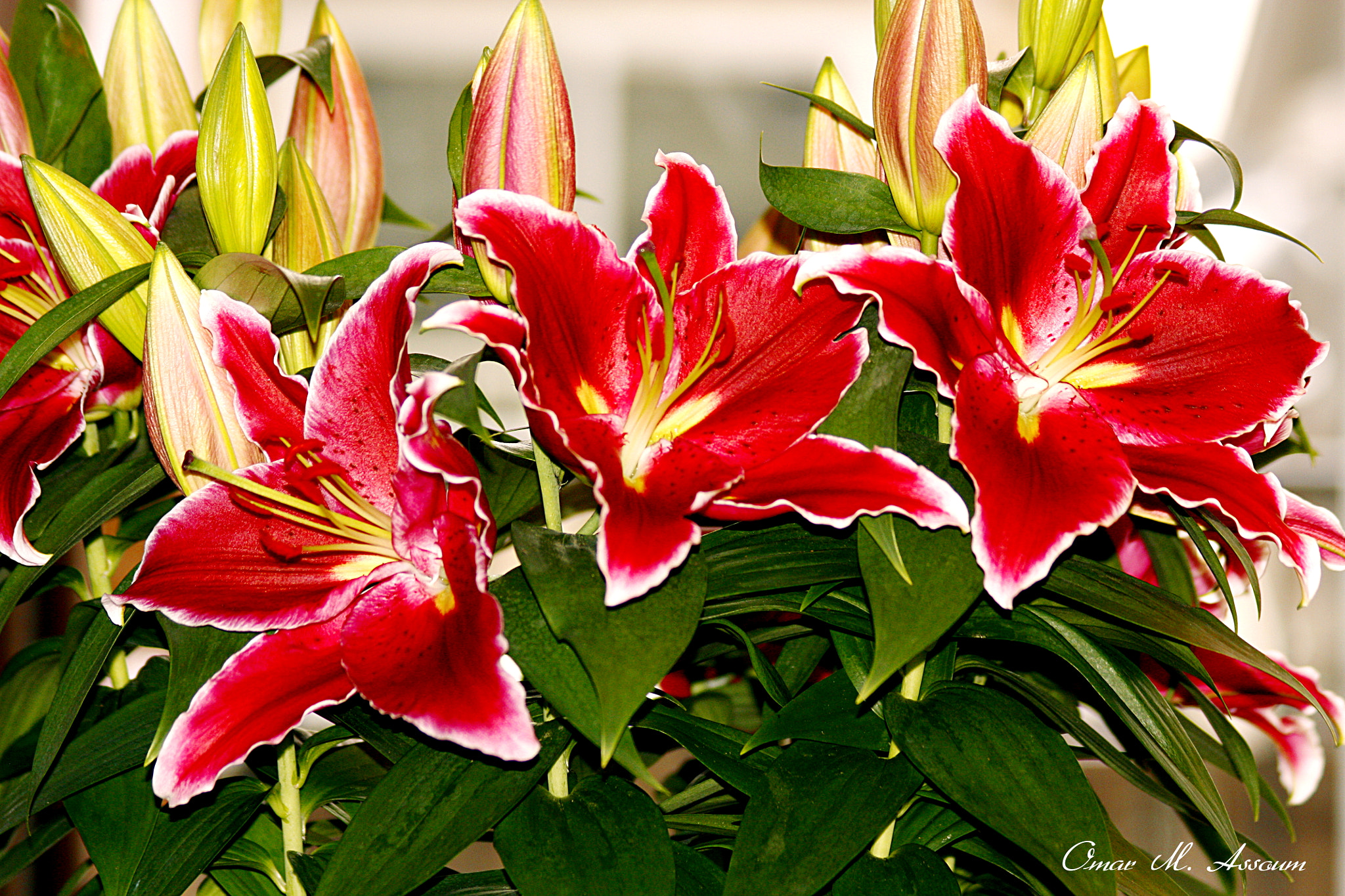 Canon EF 75-300mm F4.0-5.6 IS USM sample photo. Three sisters lilies photography