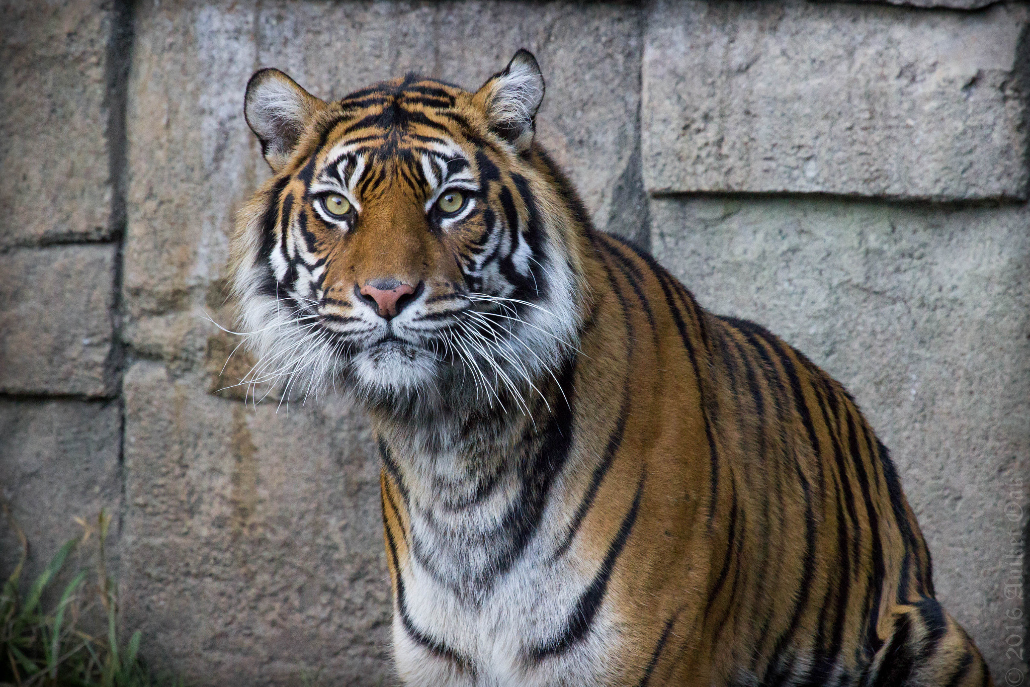 Canon EF 100-400mm F4.5-5.6L IS USM sample photo. Matriarch photography