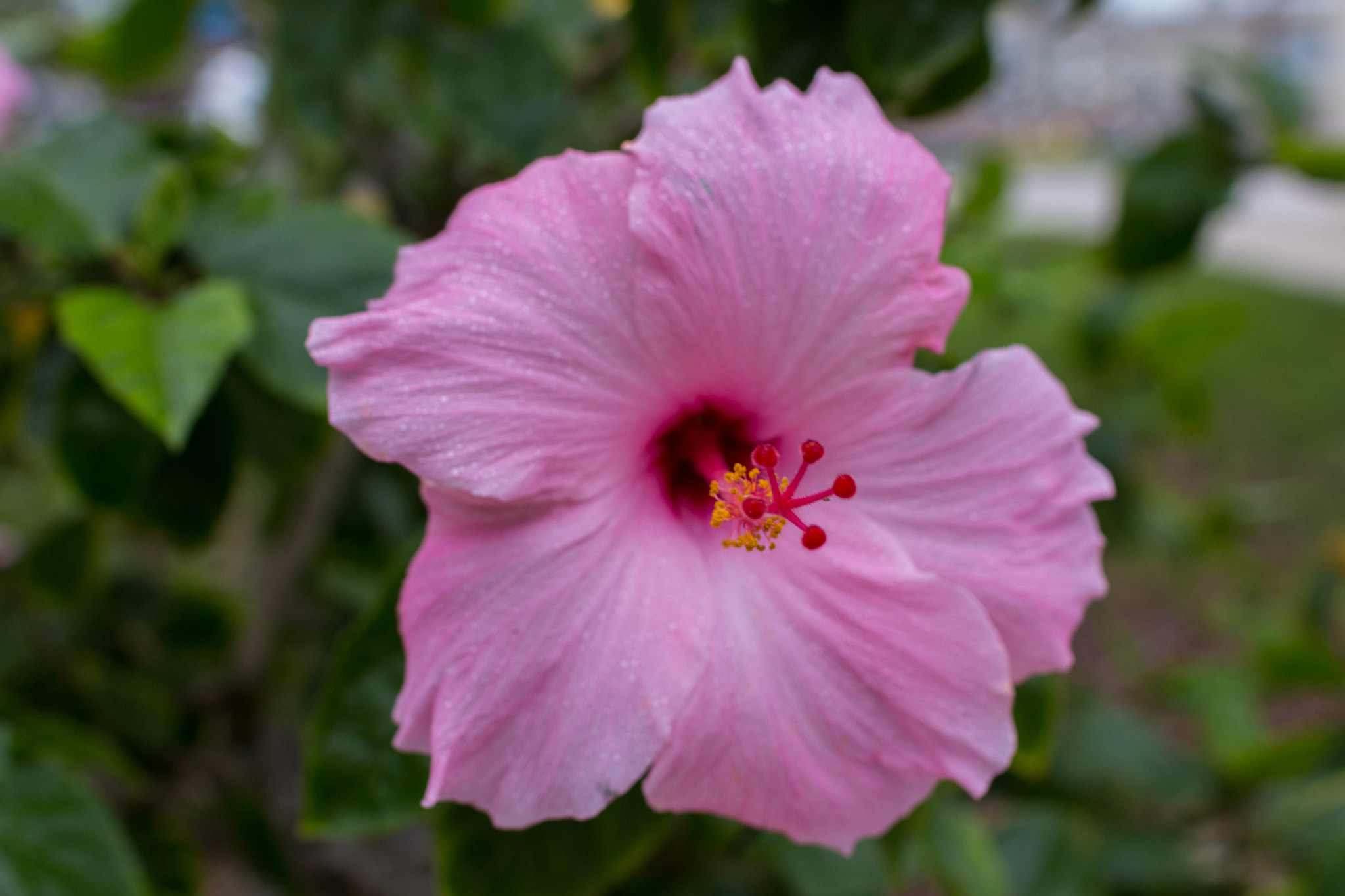 Sigma 30mm F1.4 EX DC HSM sample photo. Purple flower photography