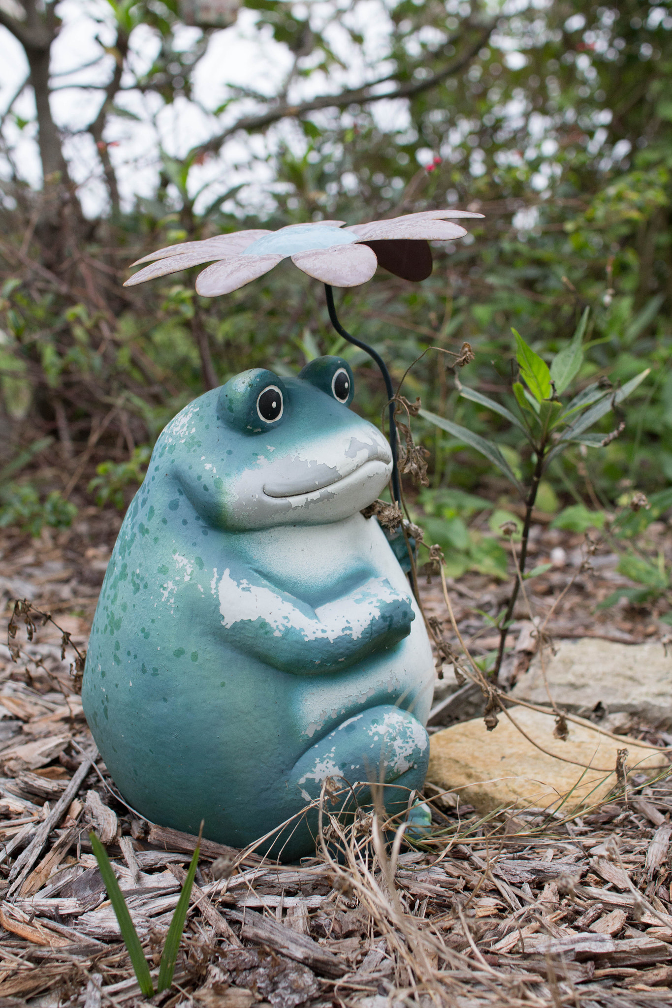 Sigma 30mm F1.4 EX DC HSM sample photo. Frog photography