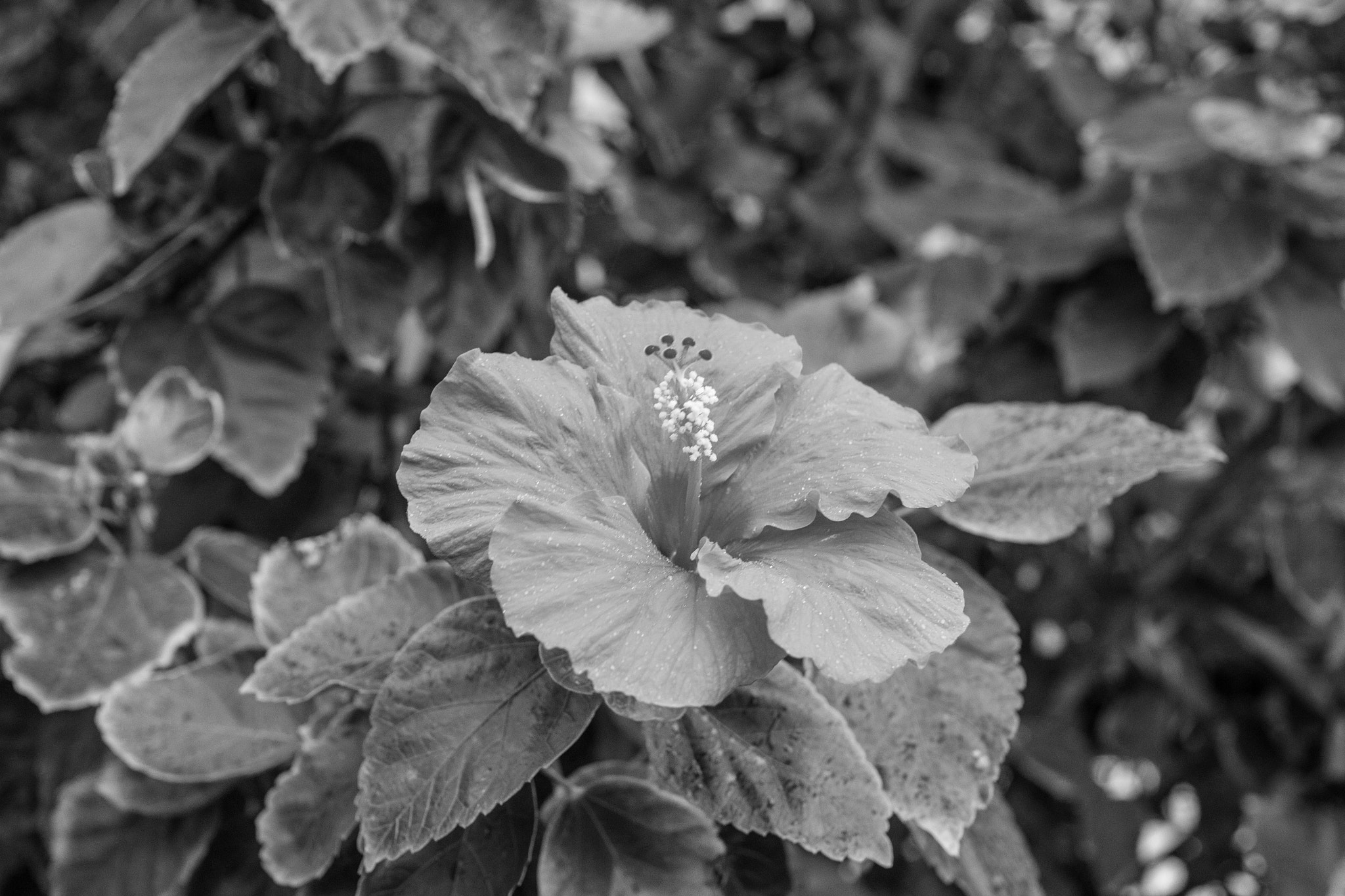 Sigma 30mm F1.4 EX DC HSM sample photo. Black and white flower photography