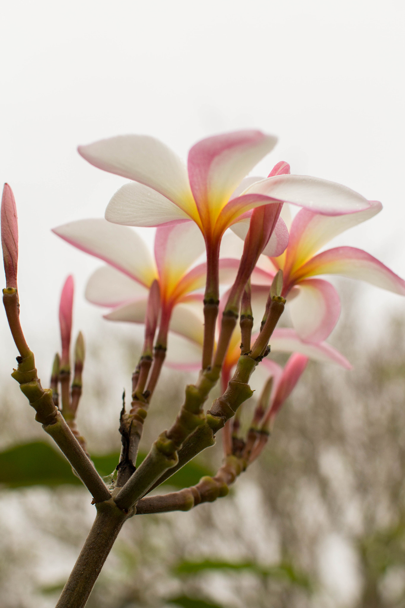 Sigma 30mm F1.4 EX DC HSM sample photo. Yellow,pink, and white all in one photography