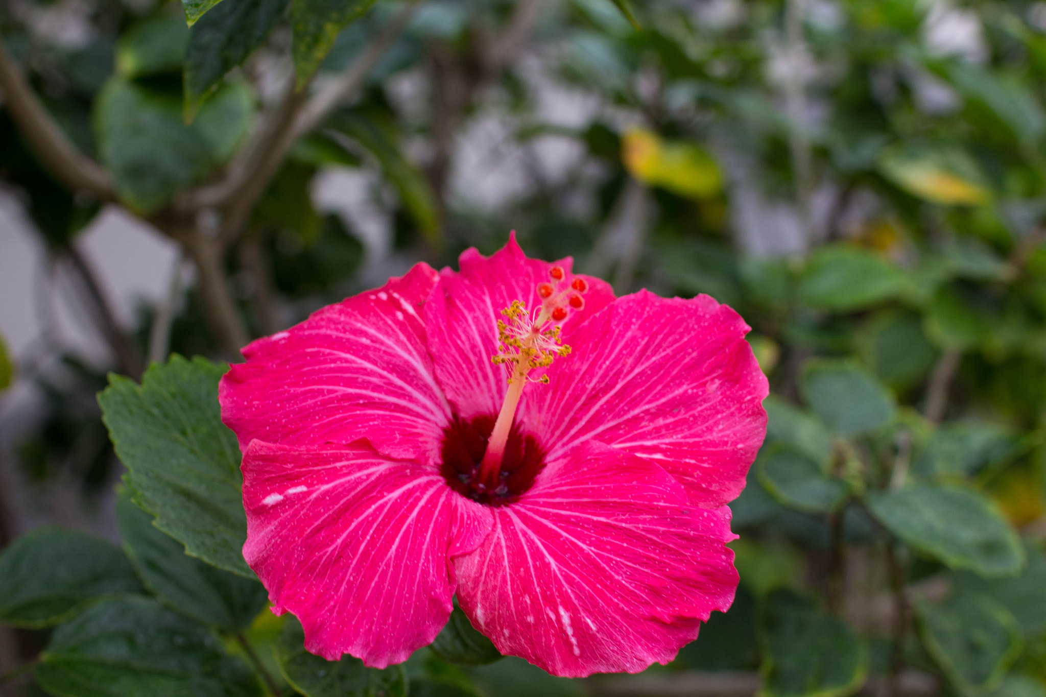 Sigma 30mm F1.4 EX DC HSM sample photo. Red flower photography