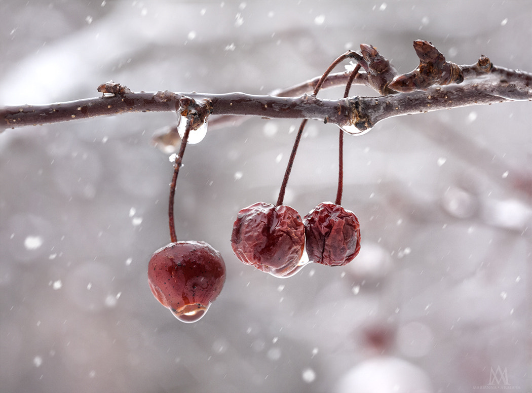 Panasonic Lumix DMC-G1 sample photo. Crabapples in winter.jpg photography