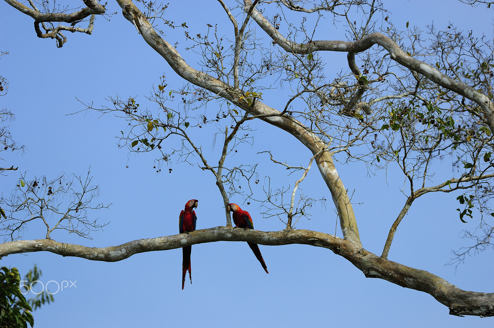 Nikon D2X + Nikon AF-S Nikkor 500mm F4G ED VR sample photo. Pair of red-and-green macaw on the tree photography