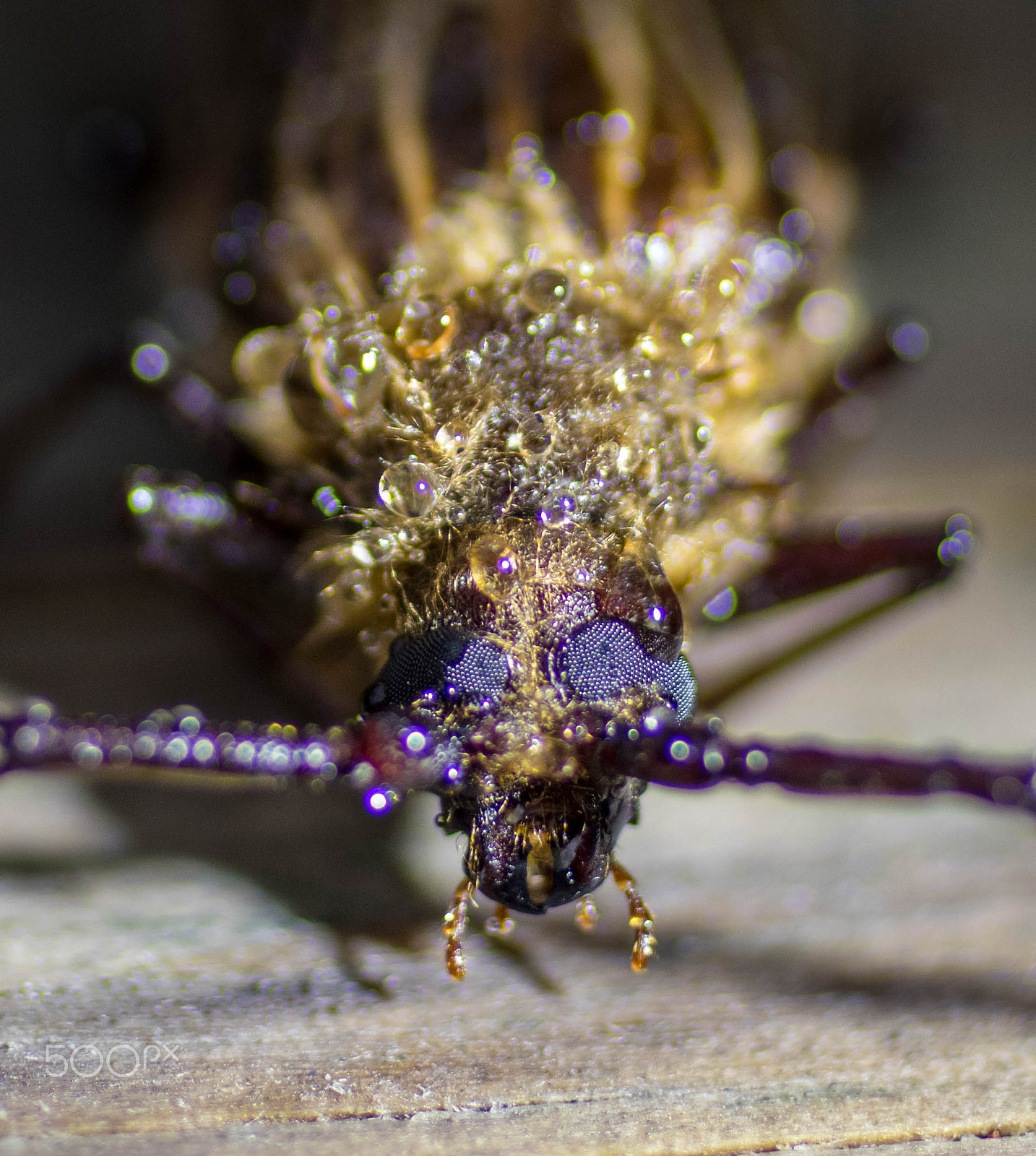 Canon EF 50mm F2.5 Macro sample photo. Horned beetle nz photography