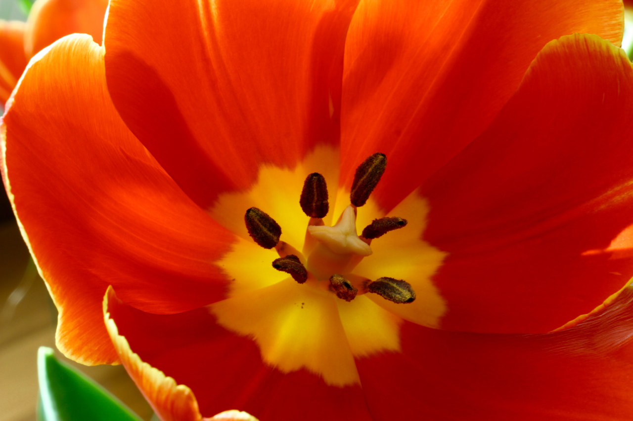 Canon EOS D60 + Canon EF 50mm F2.5 Macro sample photo. Blooming tulip closeup 1 photography