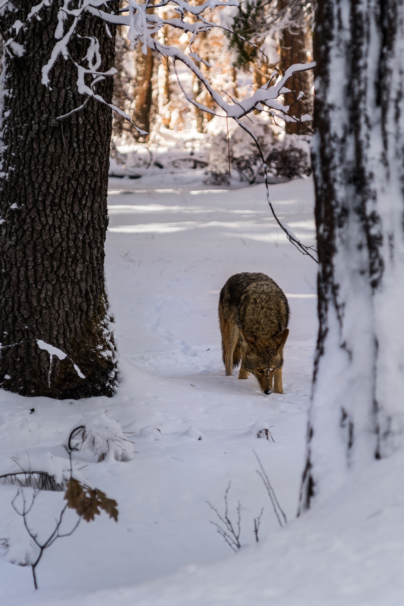 Sony Vario-Sonnar T* 24-70mm F2.8 ZA SSM II sample photo. Winter coyote photography