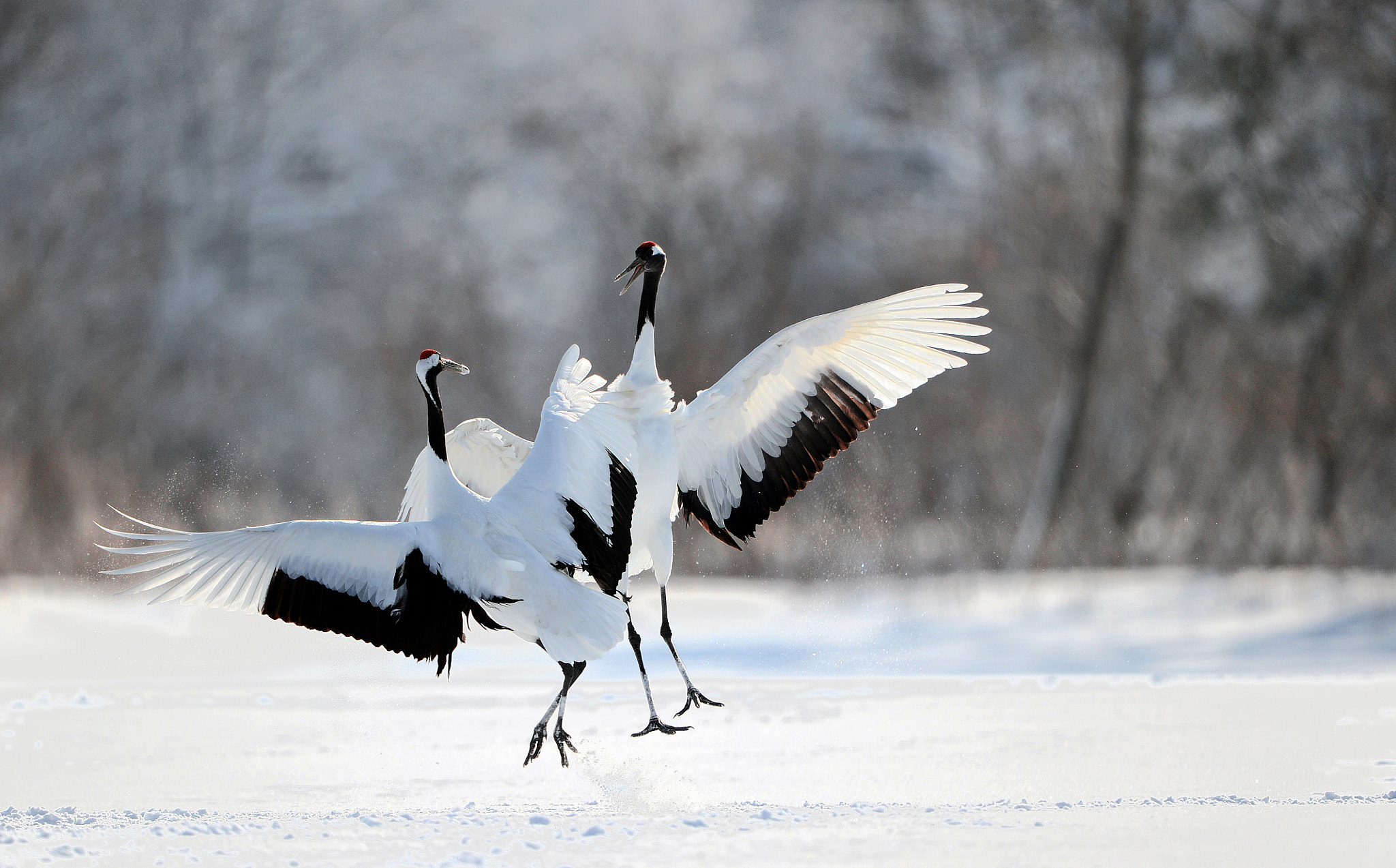 Red-Crowned Crane