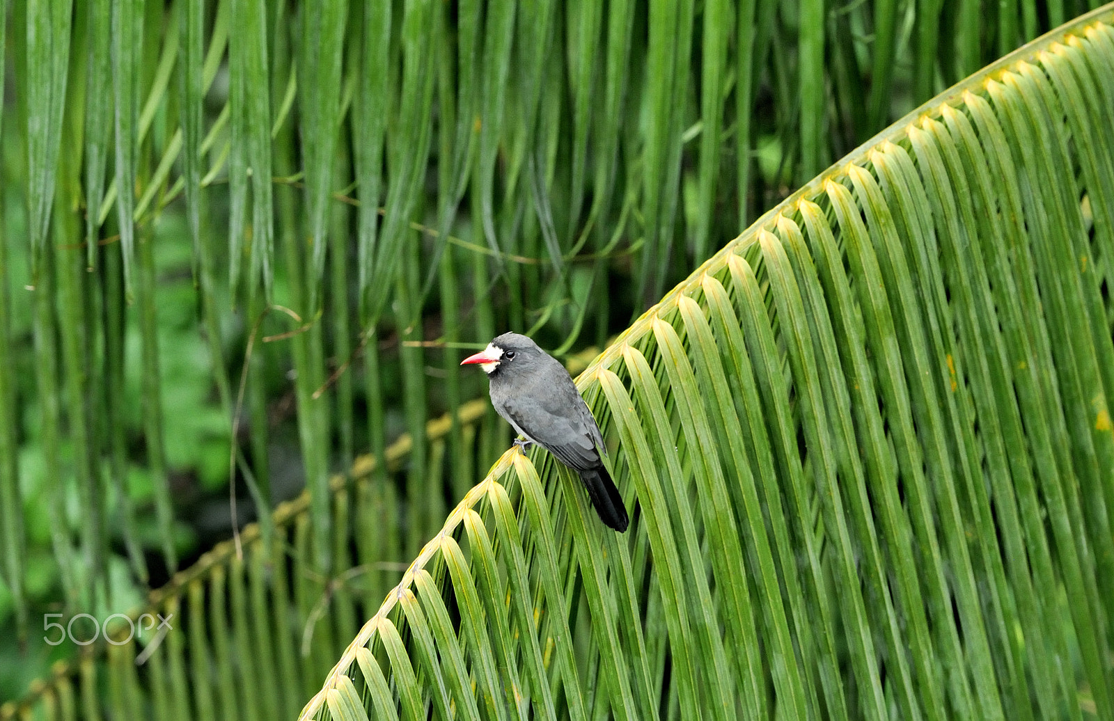 Nikon D300 + Nikon AF-S Nikkor 500mm F4G ED VR sample photo. White-fronted nunbird photography