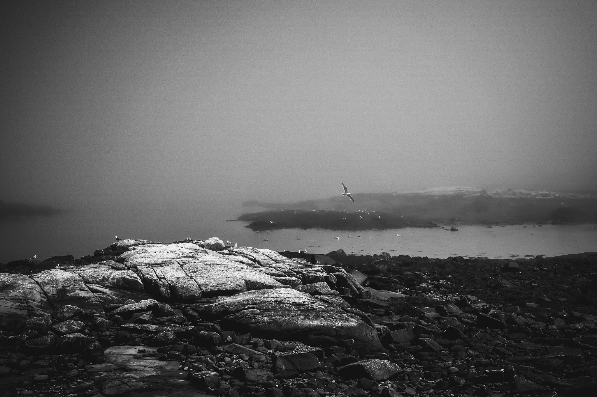 Sony a7 + E 35mm F2 sample photo. Grey gulls photography