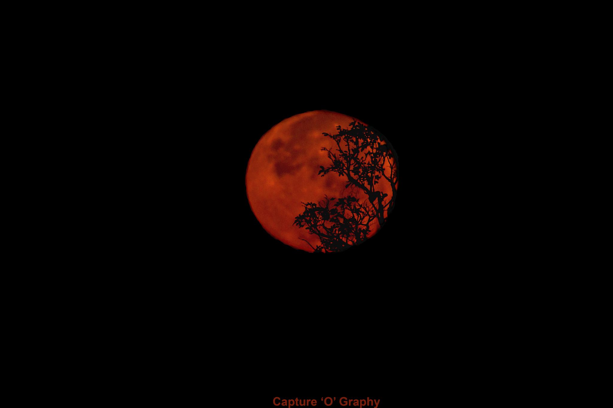 Canon EOS 7D + Tamron SP 150-600mm F5-6.3 Di VC USD sample photo. The red moon photography