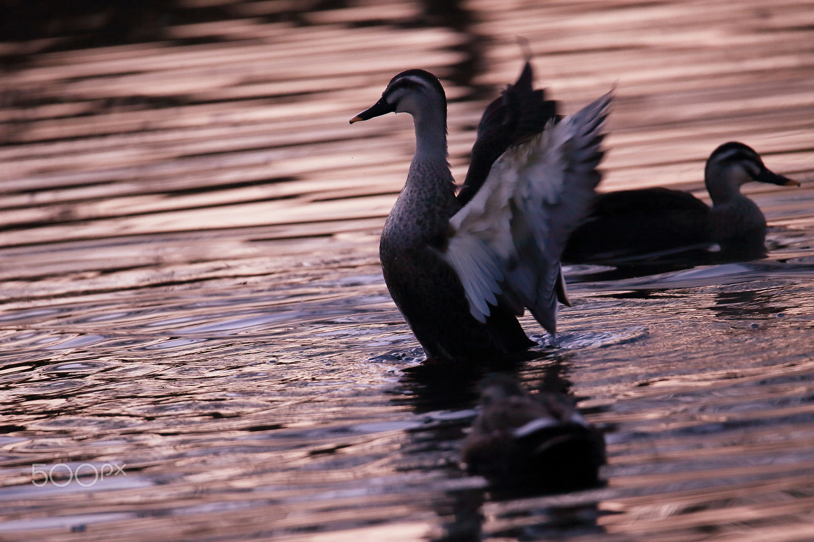 Sigma 150-600mm F5-6.3 DG OS HSM | C sample photo. Flutter photography
