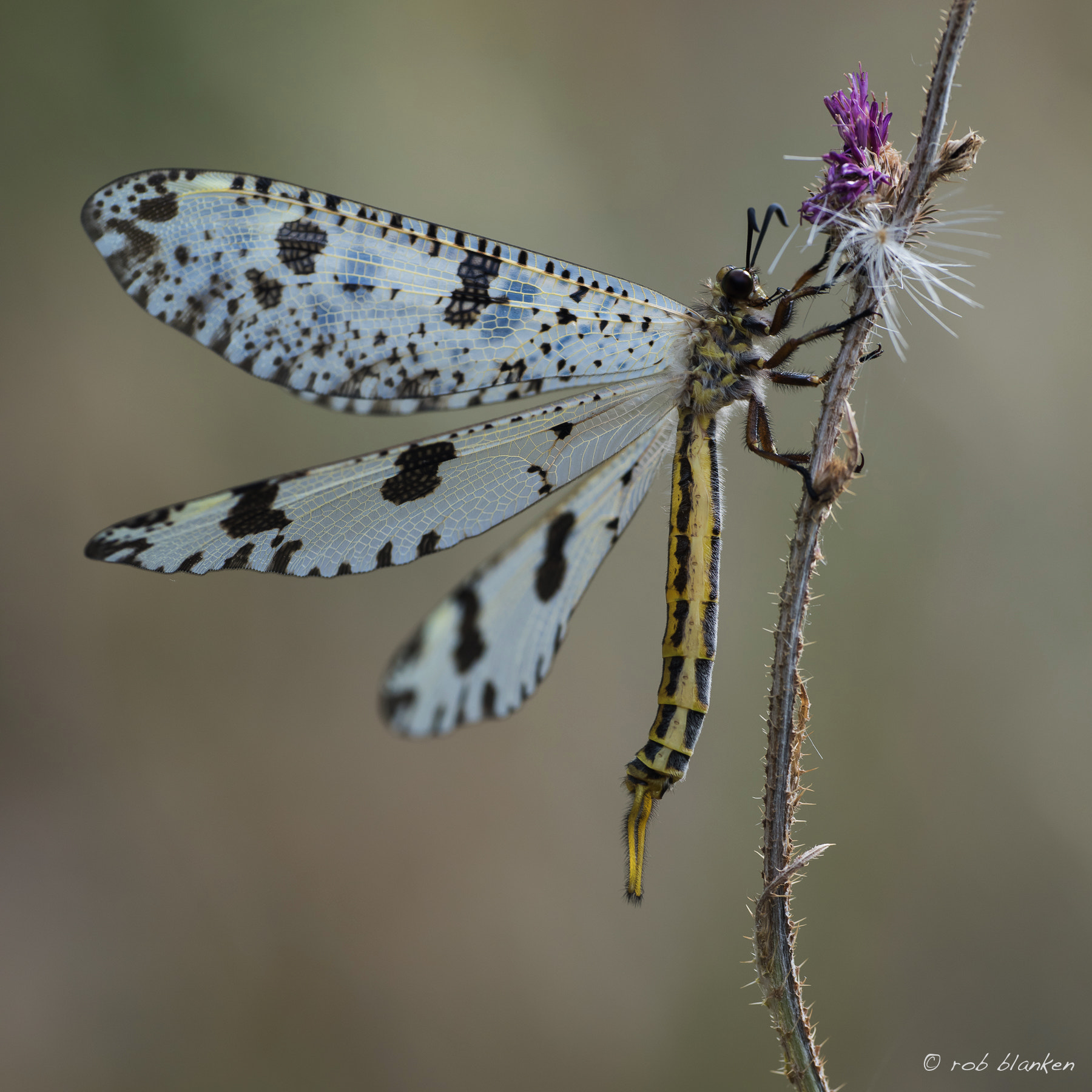 Nikon D810 + Nikon AF-S DX Nikkor 18-55mm F3.5-5.6G II sample photo. Ant lion photography