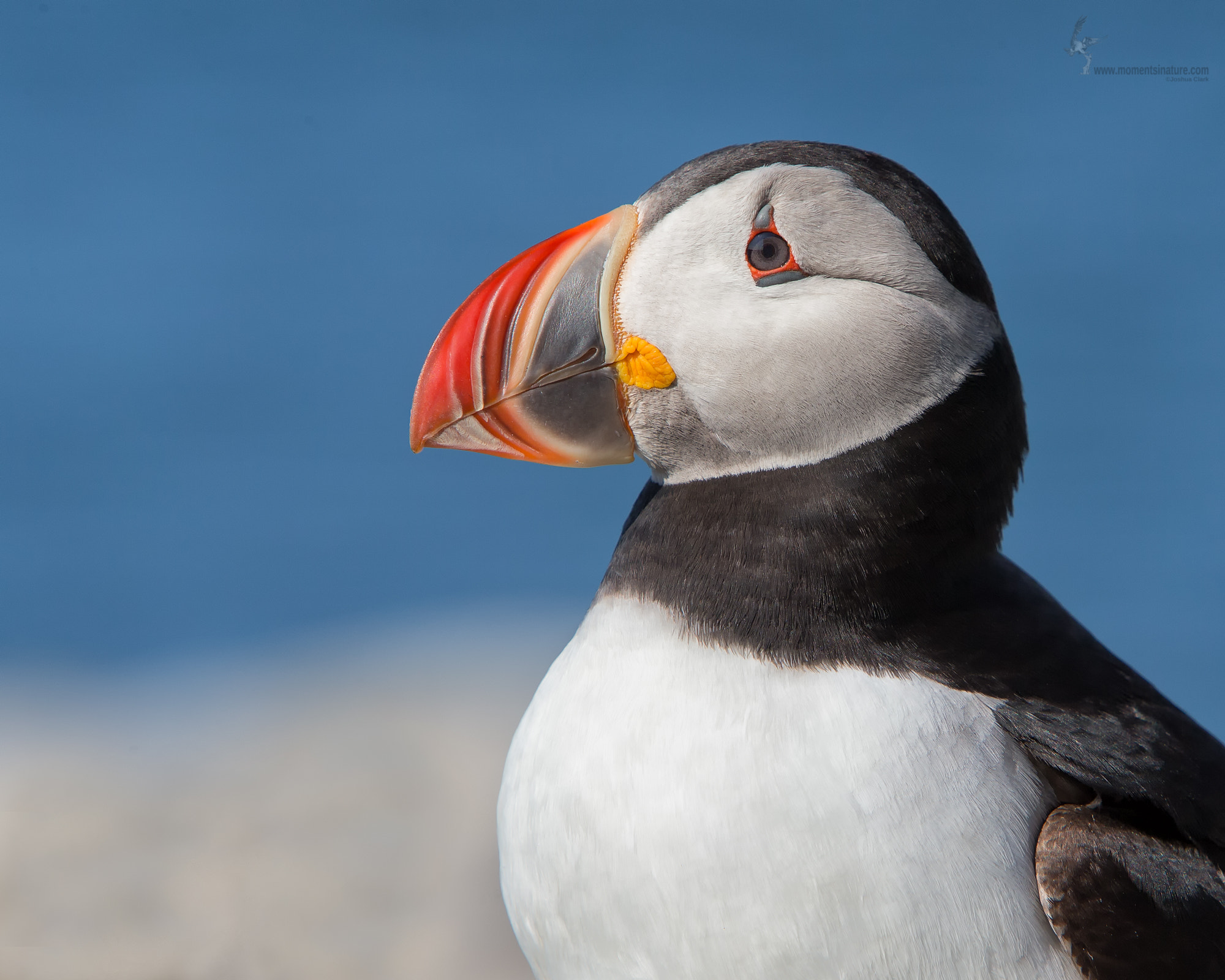 Canon EF 70-200mm F2.8L IS USM sample photo. Atlantic puffin photography