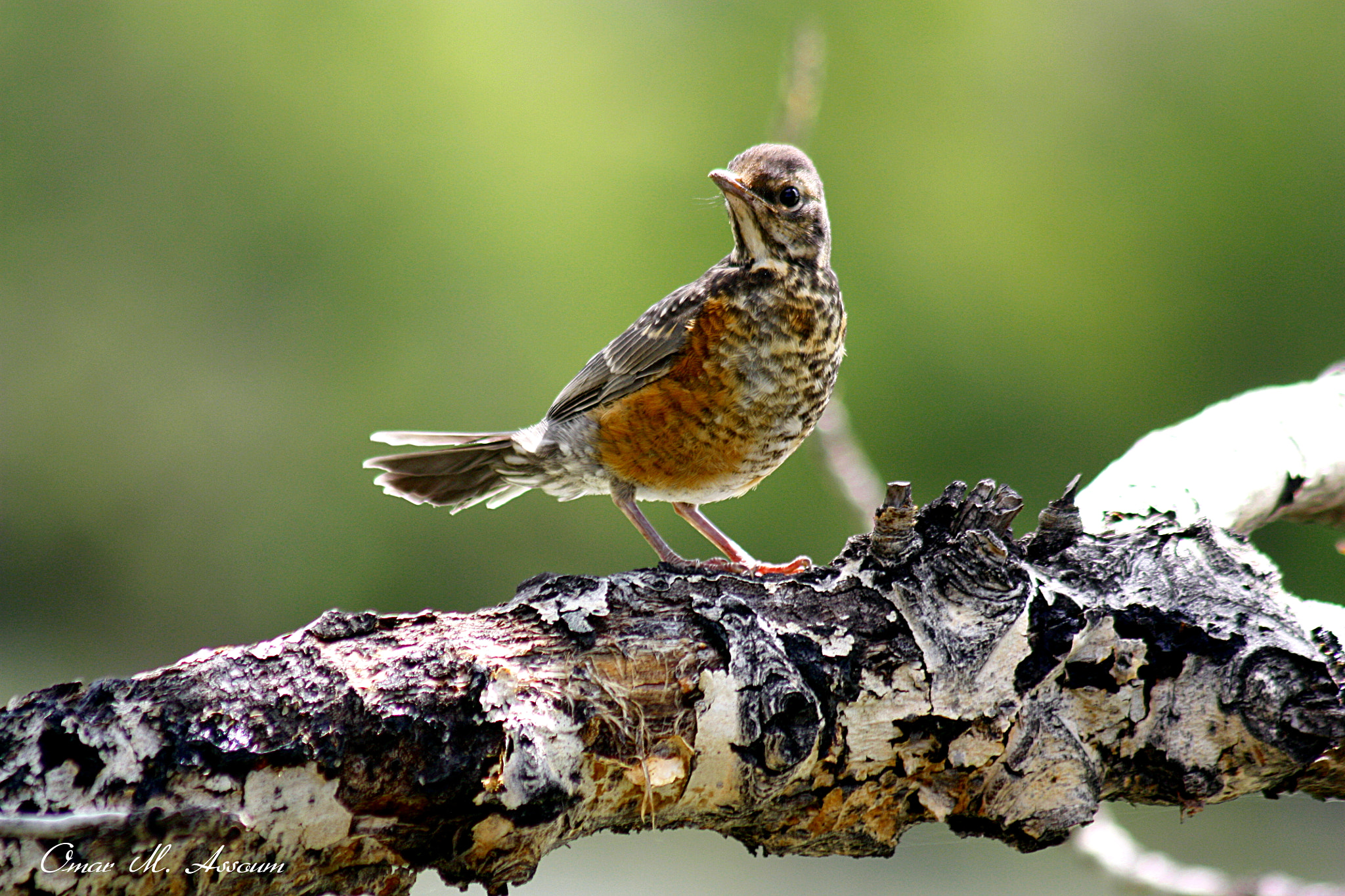 Canon EF 75-300mm F4.0-5.6 IS USM sample photo. Perfect pose photography