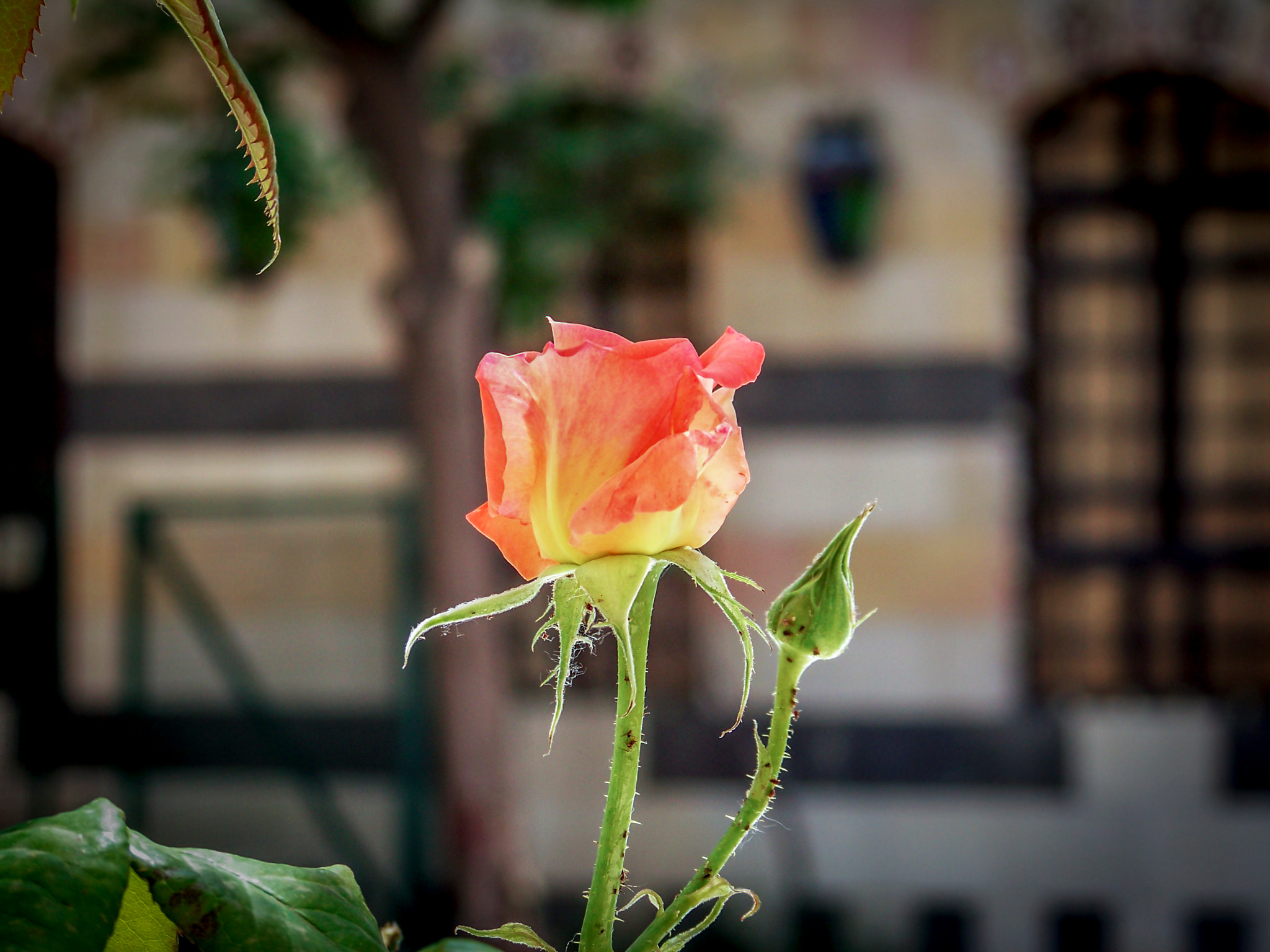 Kodak EASYSHARE Z8612 IS DIGITAL CAMERA sample photo. Damascus rose photography