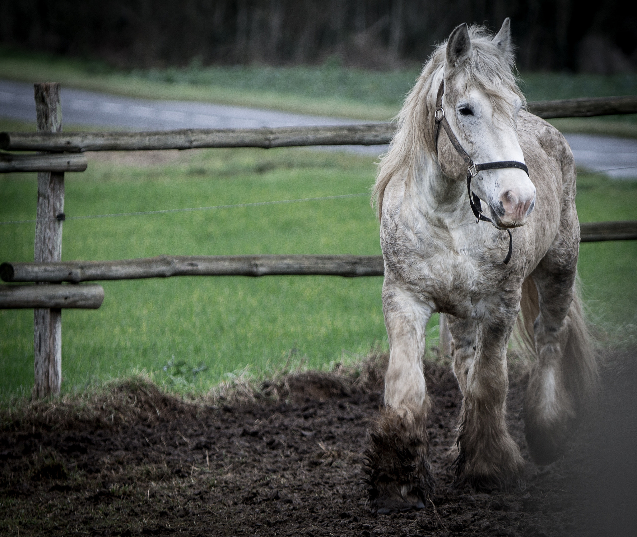 Canon EF 70-200mm F2.8L IS USM sample photo. Welcome to fontainebleau photography