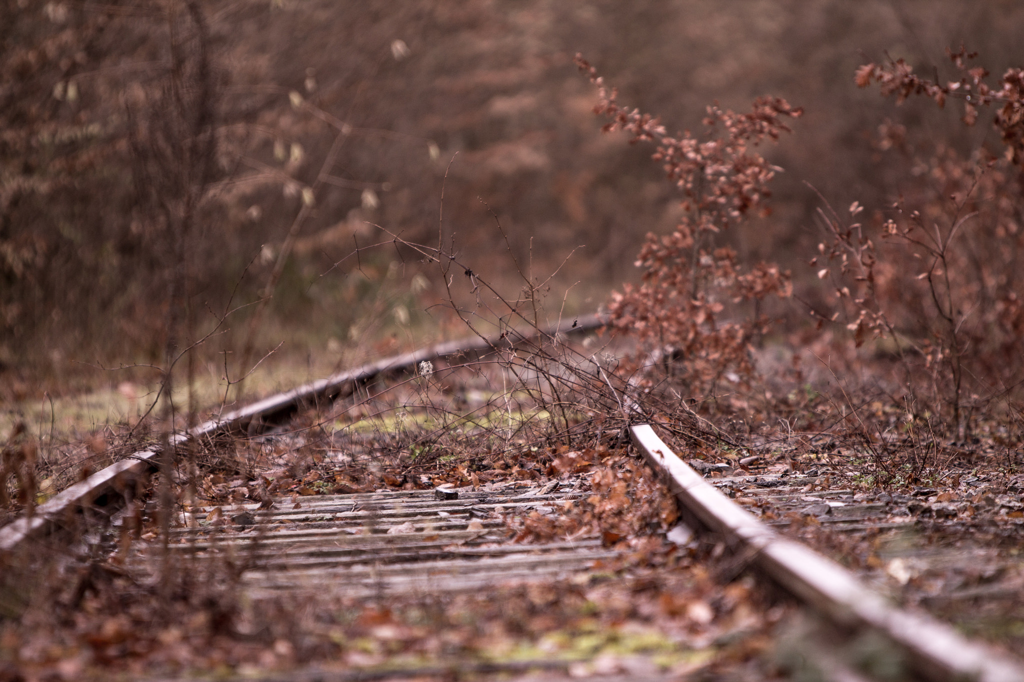 Canon EF 70-200mm F2.8L IS USM sample photo. Forest come back photography