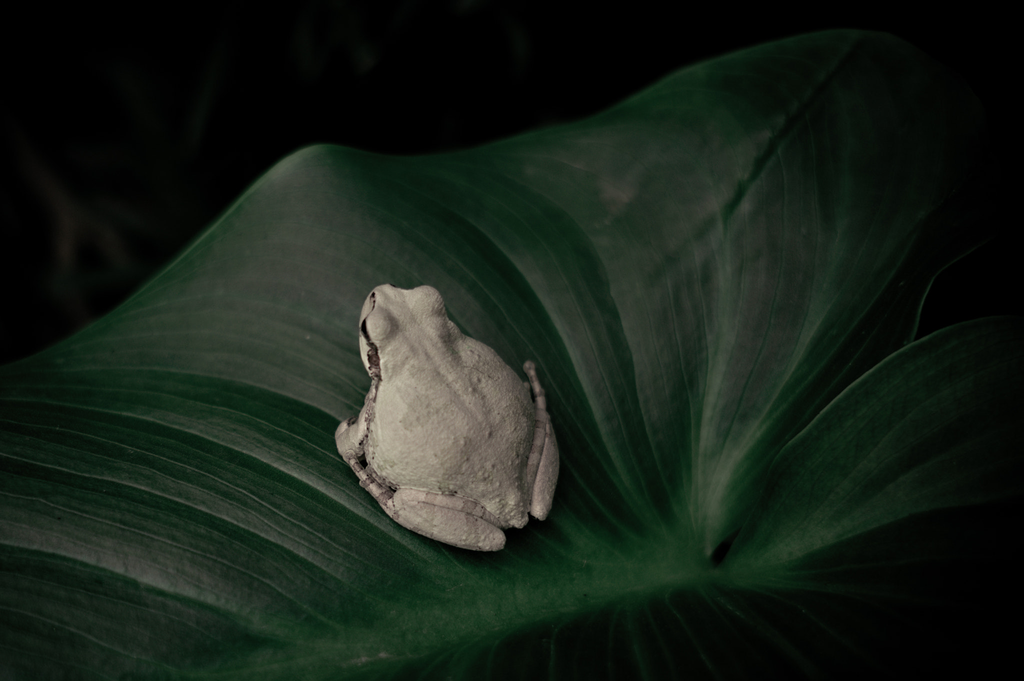 Sony Alpha NEX-5N + Sigma 19mm F2.8 EX DN sample photo. Tree frog photography
