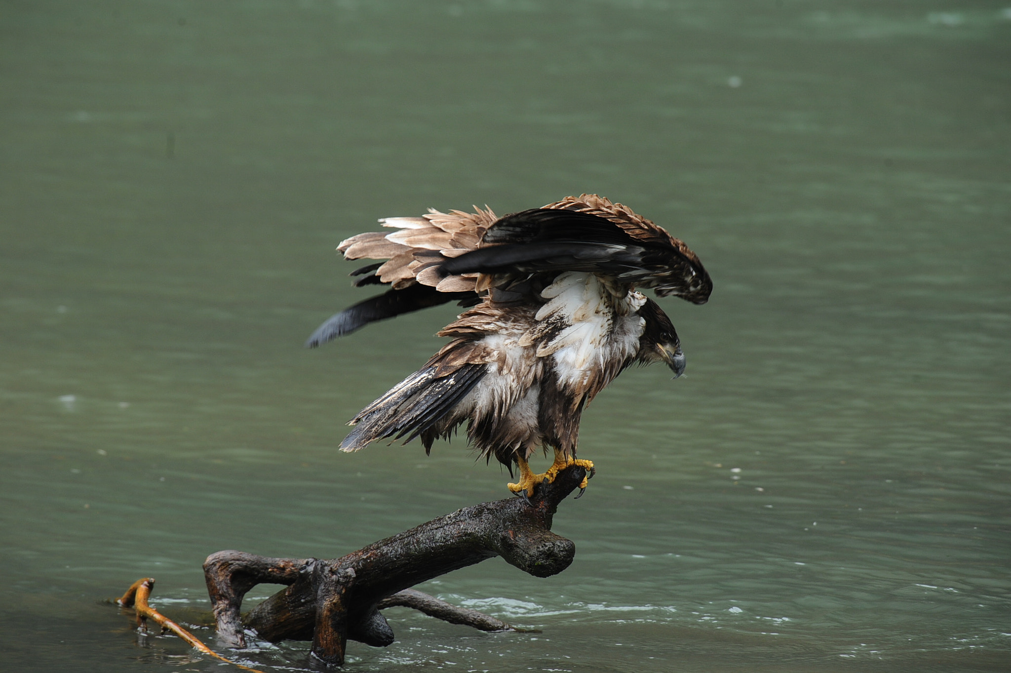 Nikon AF-S Nikkor 400mm F2.8G ED VR II sample photo. Fluff photography