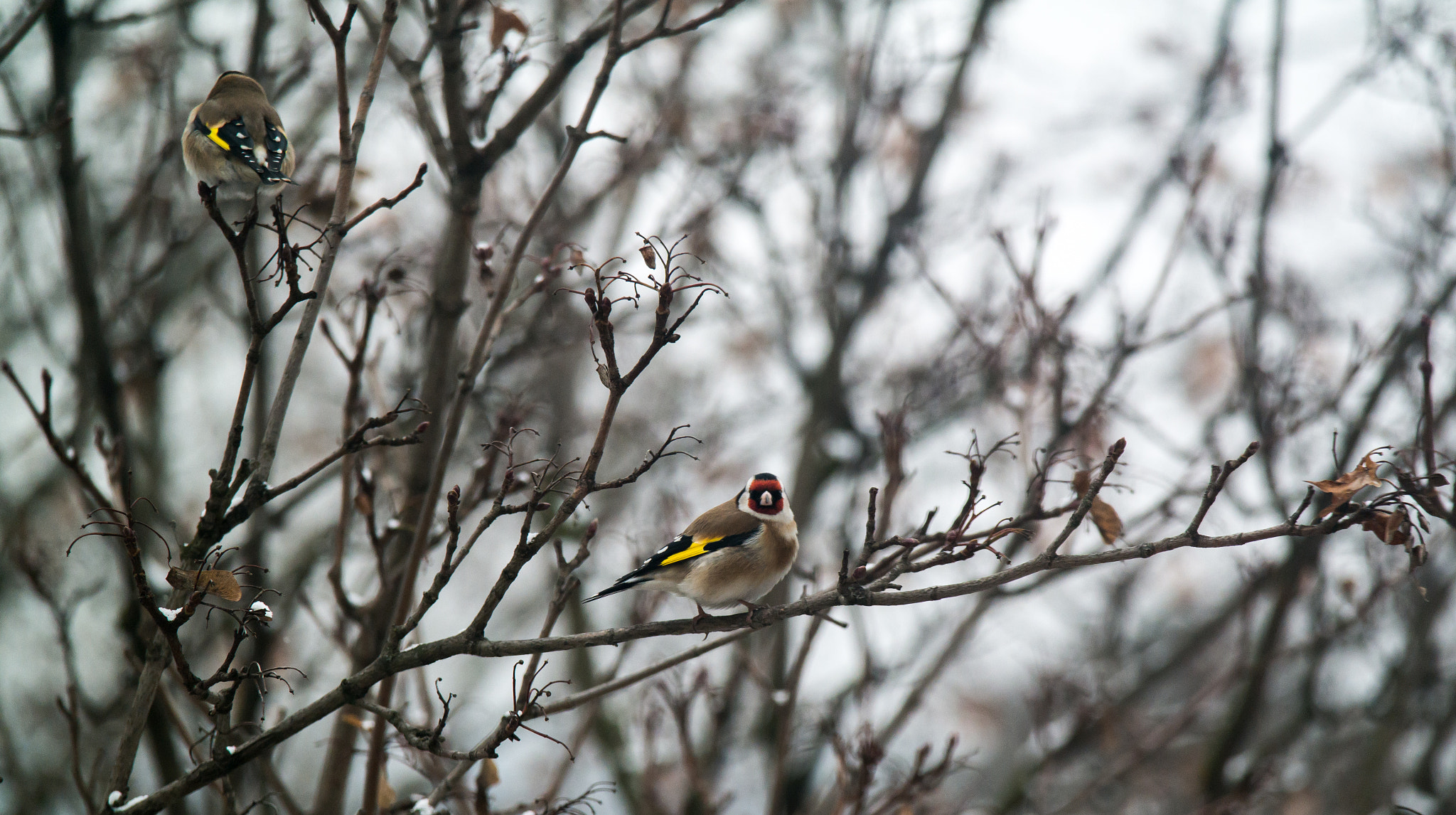 Samsung NX30 + Samsung NX 50-200mm F4-5.6 ED OIS sample photo. European goldfinch photography