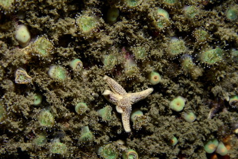 Canon EF-S 18-55mm F3.5-5.6 sample photo. _mg_6078.jpg photography
