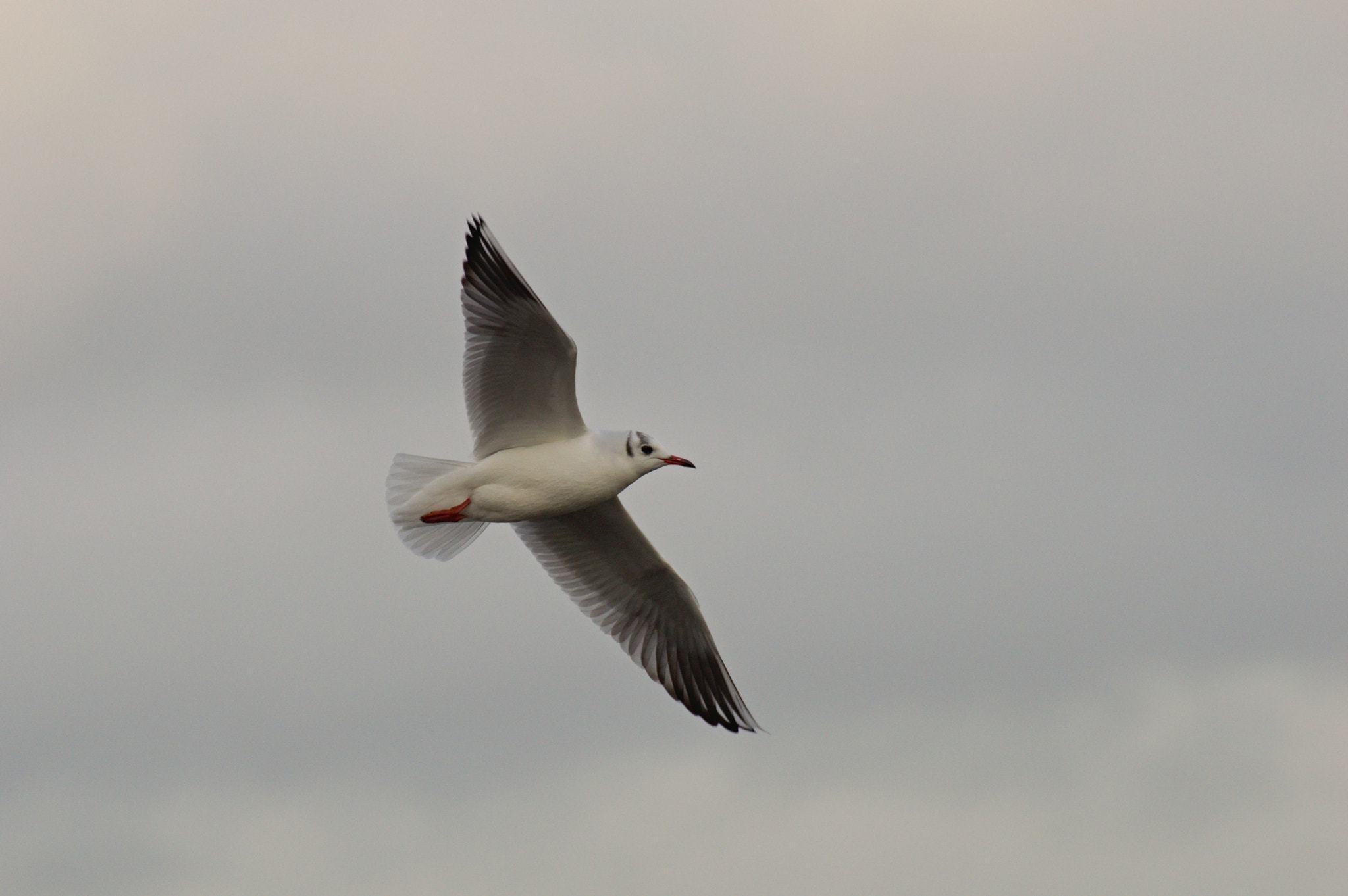 Nikon D3200 + 70.00 - 300.00 mm f/4.0 - 5.6 sample photo. Another bird :-) photography