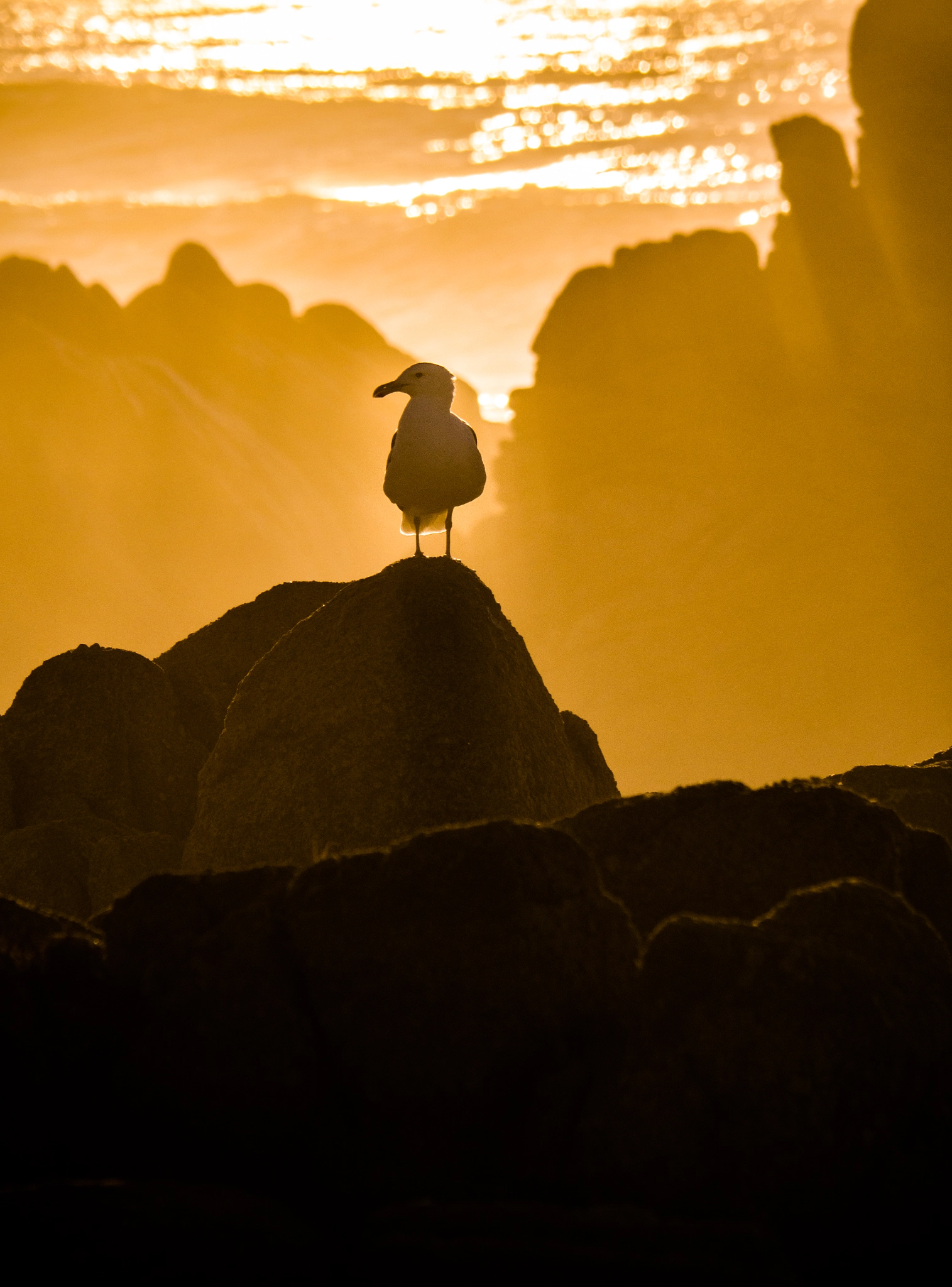 Panasonic Lumix G Vario 45-200mm F4-5.6 OIS sample photo. Lone gull photography