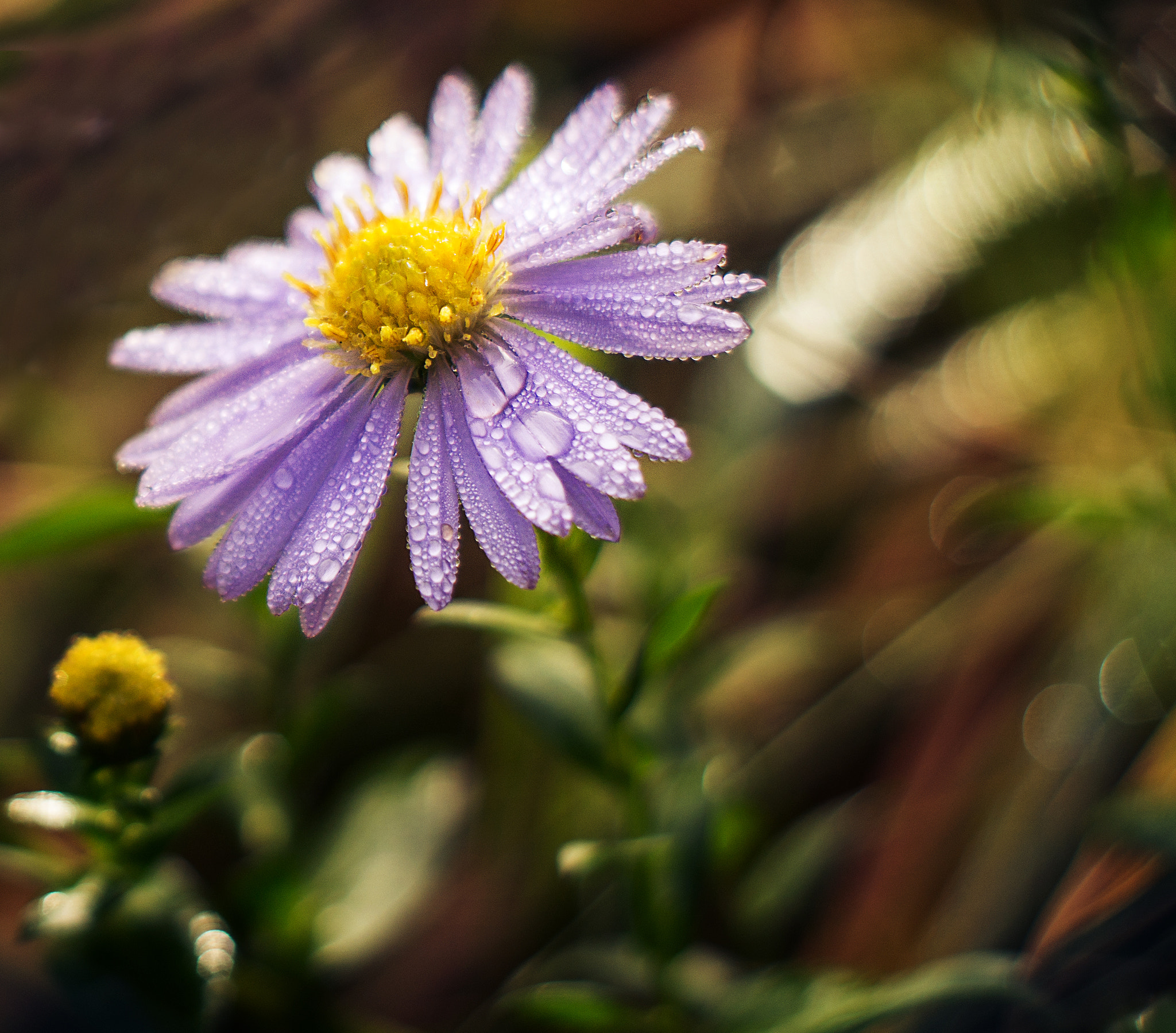 Sony SLT-A58 + Minolta AF 50mm F1.7 New sample photo