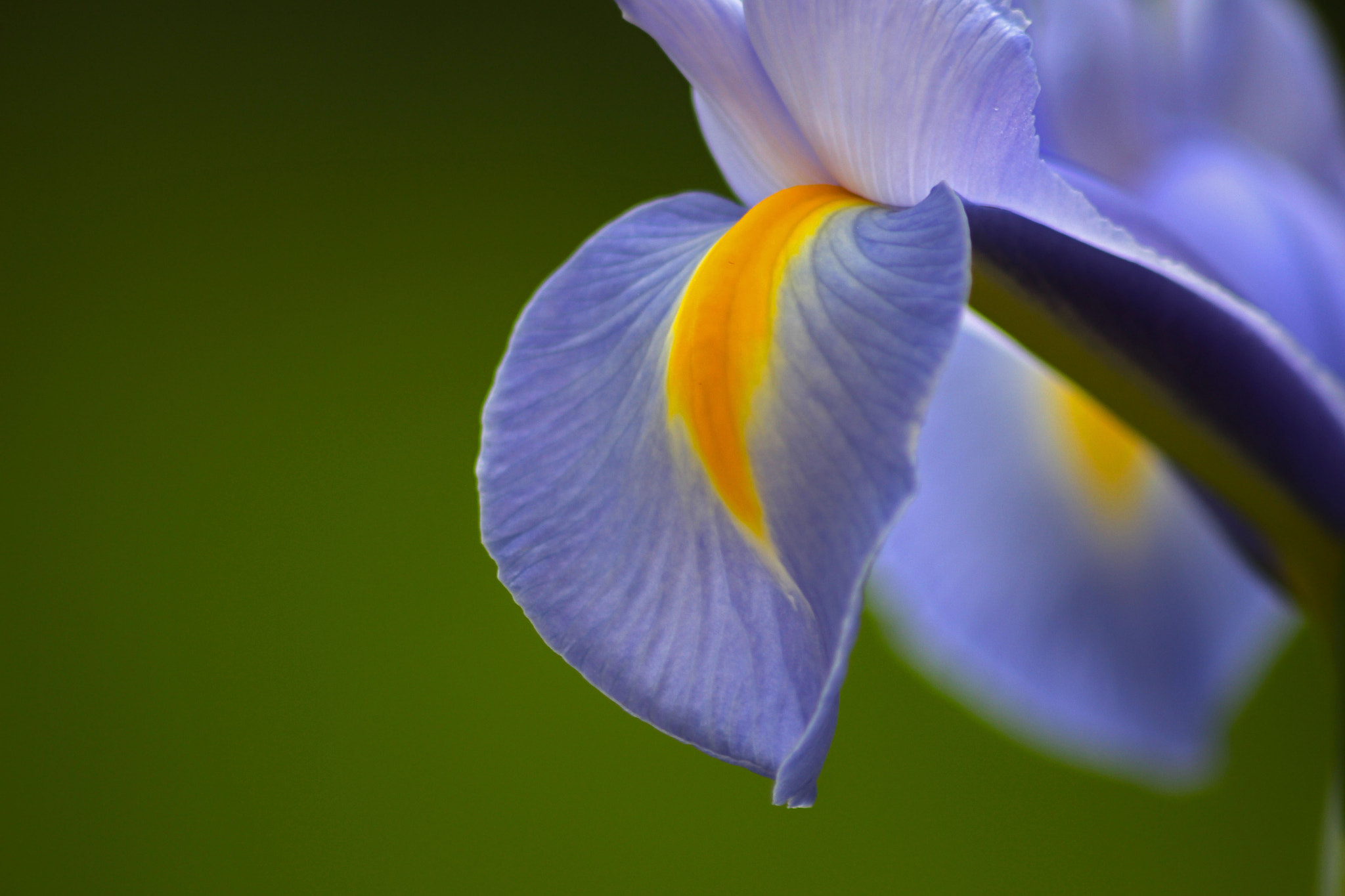 Sigma 70-300mm F4-5.6 APO DG Macro sample photo. Iris photography