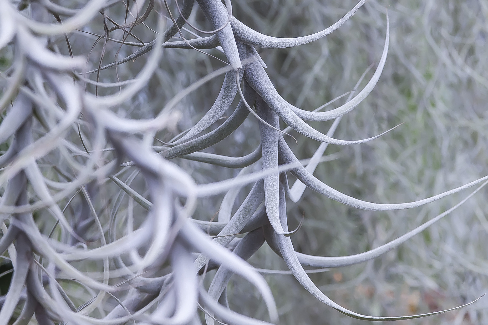 Canon EF 200mm f/2.8L sample photo. Amazing trip photography