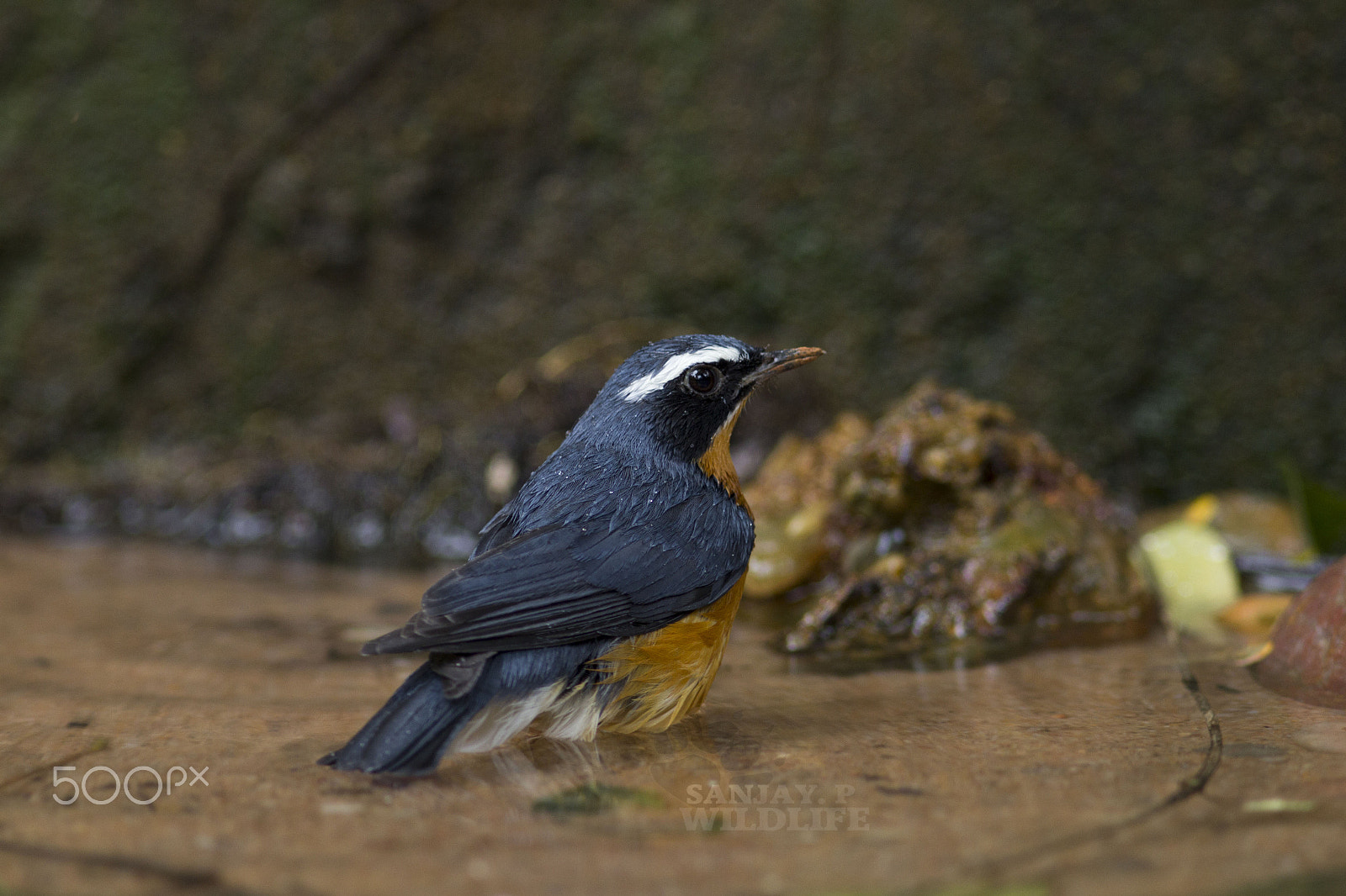 Canon EOS 60D + Canon EF 300mm F4L IS USM sample photo. Indian blue robin (luscinia brunnea) photography